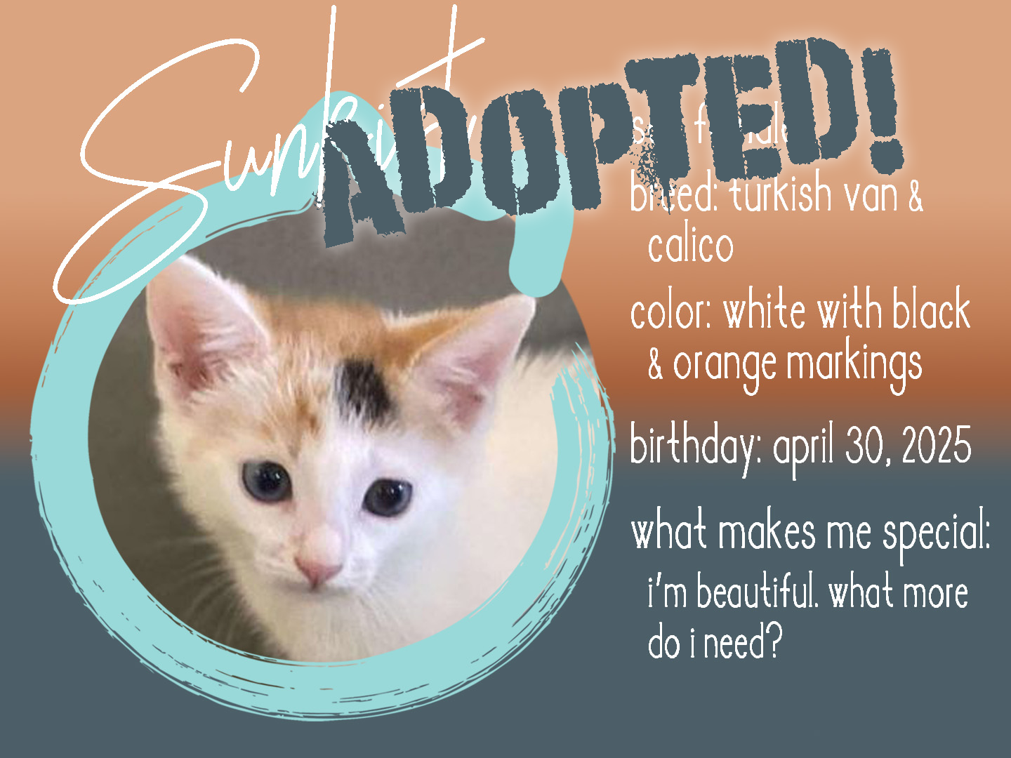 sunkist adopted.png