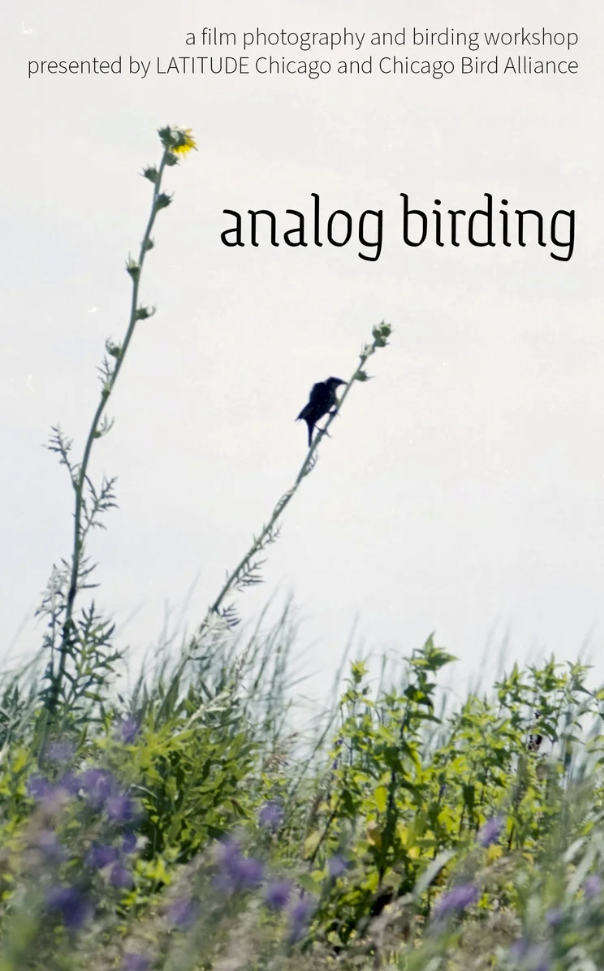 Analog Birding Film Course