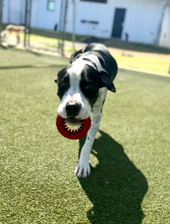 Screenshot 2025-12-10 at 10.59.51 AM.png