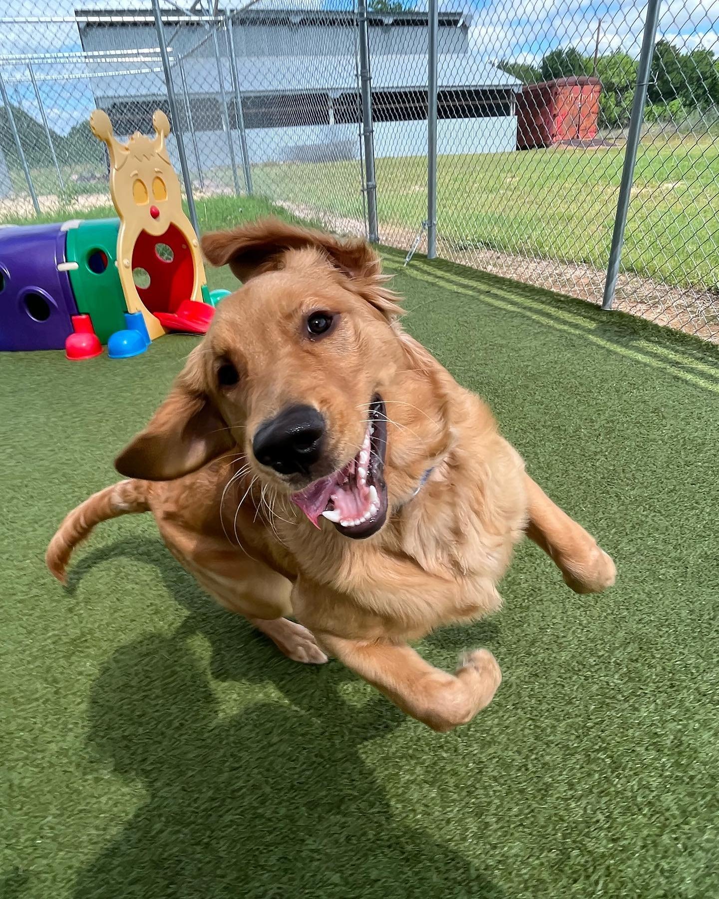 Sunday plans: play hard, nap harder. With Frank, Frank &amp; Toocan, Truffle, Birdie, Mia, Chester, Blue, Milo, Maggie, and Gon 

#espr #eastsidepetranch #dogoftheday #dogdays #dogdaily #dogdaycare #dogboarding #dogkennel #dogyard #doggrooming #dogtr