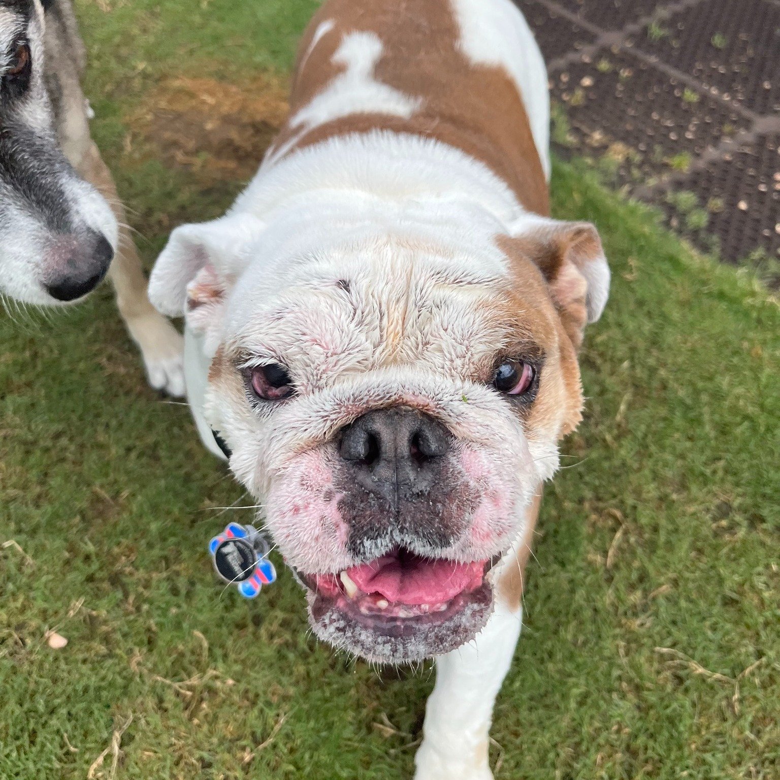 Everybody please give a warm welcome to Miss Piggy! Miss Piggy is enjoying her time sniffing around and she LOVES to get head scratches. We can't wait to see more of her in the future! Enjoying the ranch today as well is Cleo, Lulu, Jira, Josie, Henr