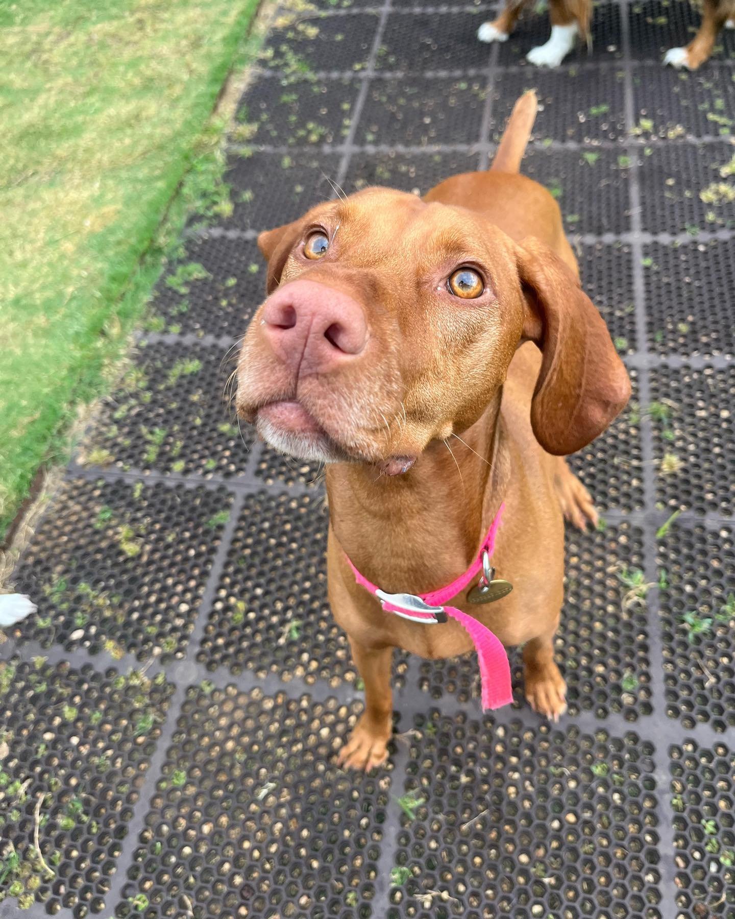 ESPR would love to wish Lillie Mae (aka Silly Lillie) a very Happy Birthday! This sweet girl always has a blast at the ranch and loves making new friends! We hope your day is going as good as silly Lillie&rsquo;s! HAPPY BIRTHDAY LILLIE MAE 🥰🎉🎂🥳

