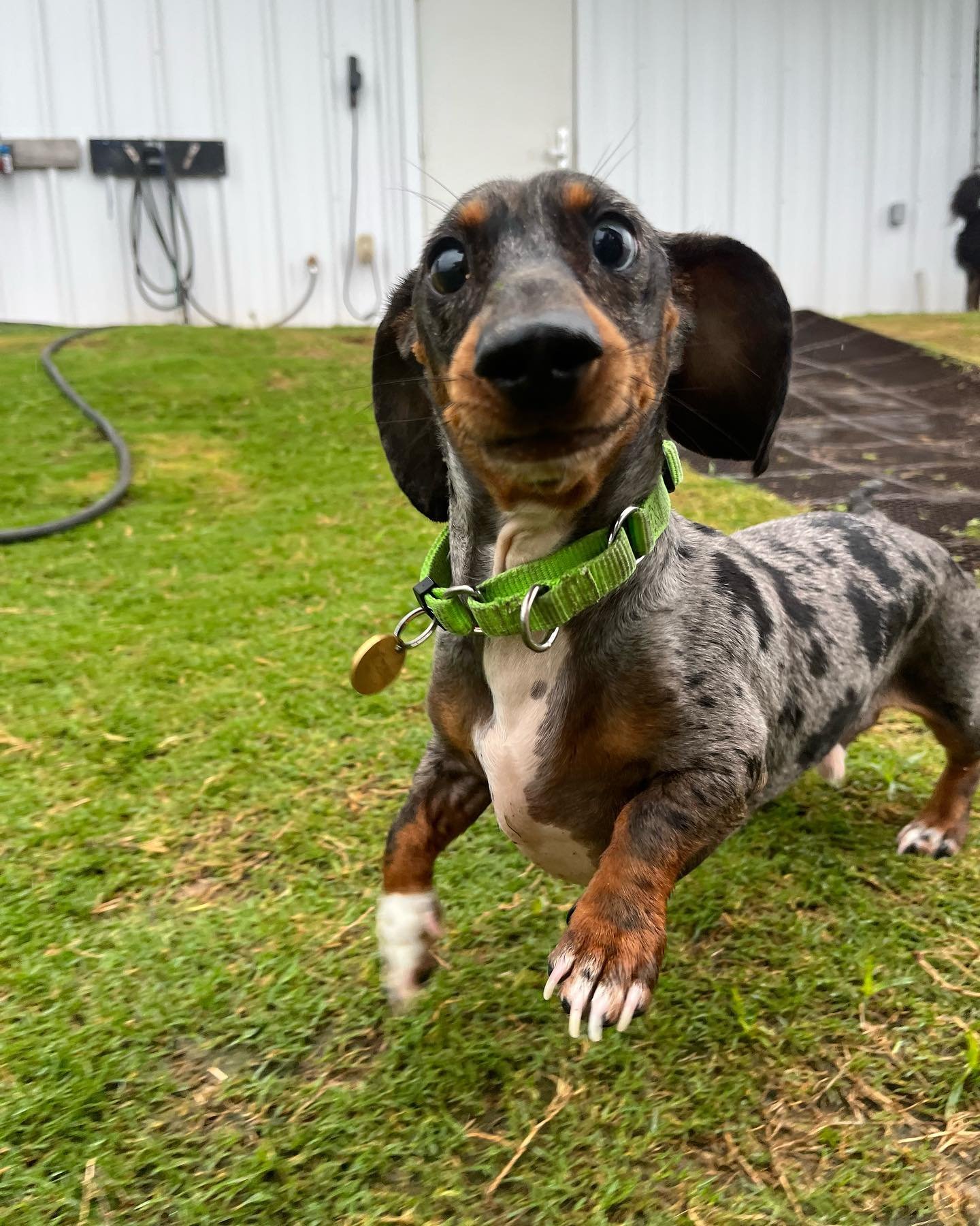 Despite the weather, these pups still find a reason to smile 🥰 Saying cheese today is: Cosmo, Phoebe &amp; Birdie, Momo &amp; Nova, Honey, Wally, Mufasa, Cilantro, Lulu, and Toro

#espr #eastsidepetranch #dogoftheday #dogdays #dogdaily #dogdaycare #