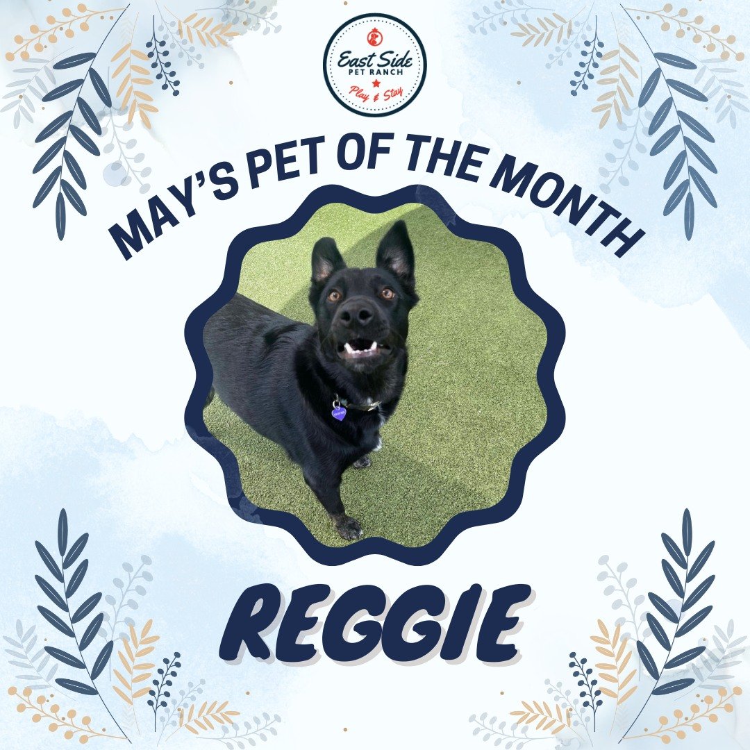 May's Pet of the Month goes to..🥁🥁🥁🥁🥁🥁🥁... REGGIE!!! Reggie joined the ESPR pack in 2023 and has grown so much with us at the ranch. We are lucky enough to have been with this sweet boy since he was a puppy! Reggie is such a silly and spunky b