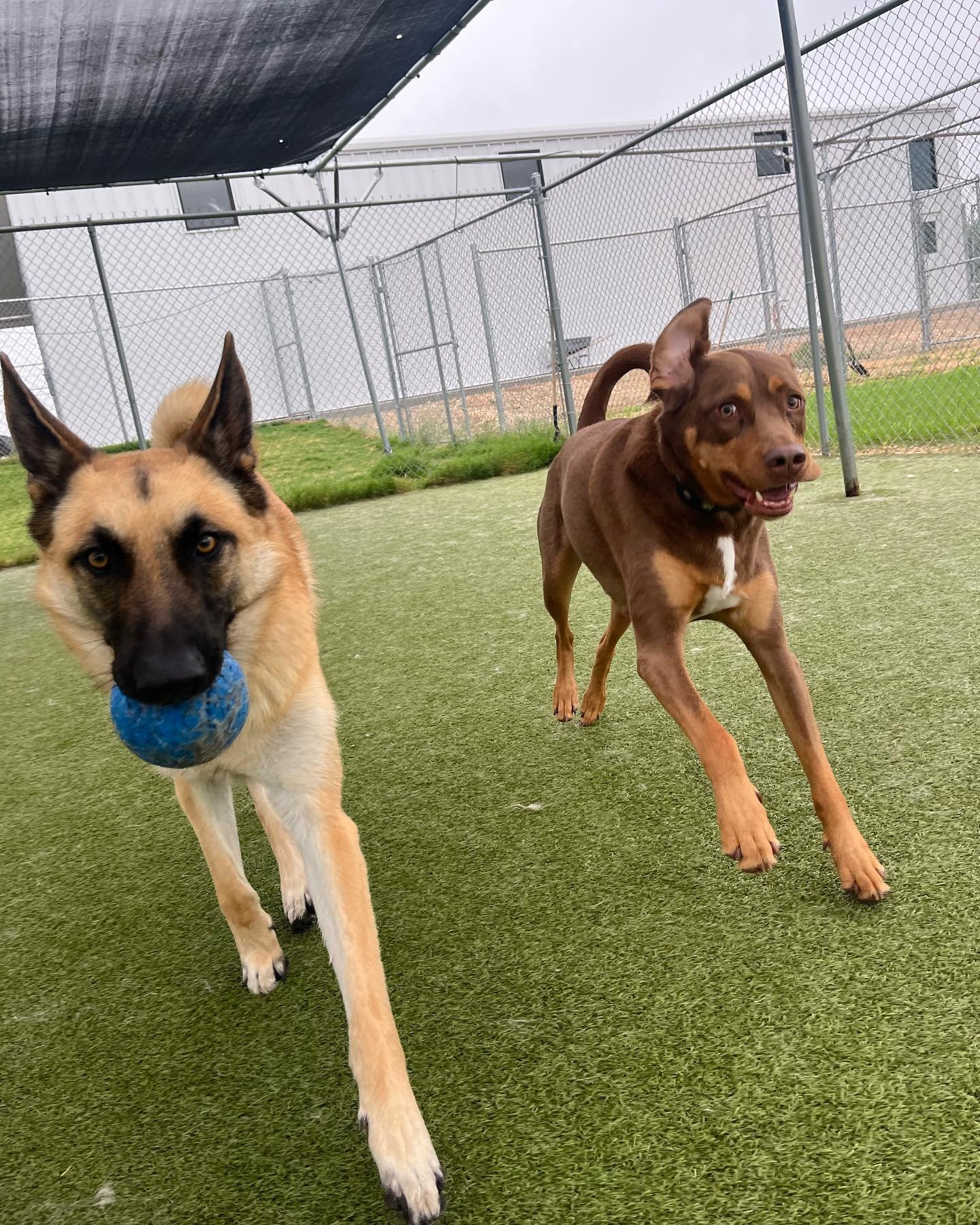 Cloudy days are our favorite days ⛅️ Enjoying the weather today is: Alfred &amp; Brubeck, MooMoo &amp; Woodford, Birdie &amp; Maya Blue, Argo, Winnie, Reggie, Zoe, Ronin, Charlie, Henrie, Murphy, and Reggie 

#espr #eastsidepetranch #dogoftheday #dog