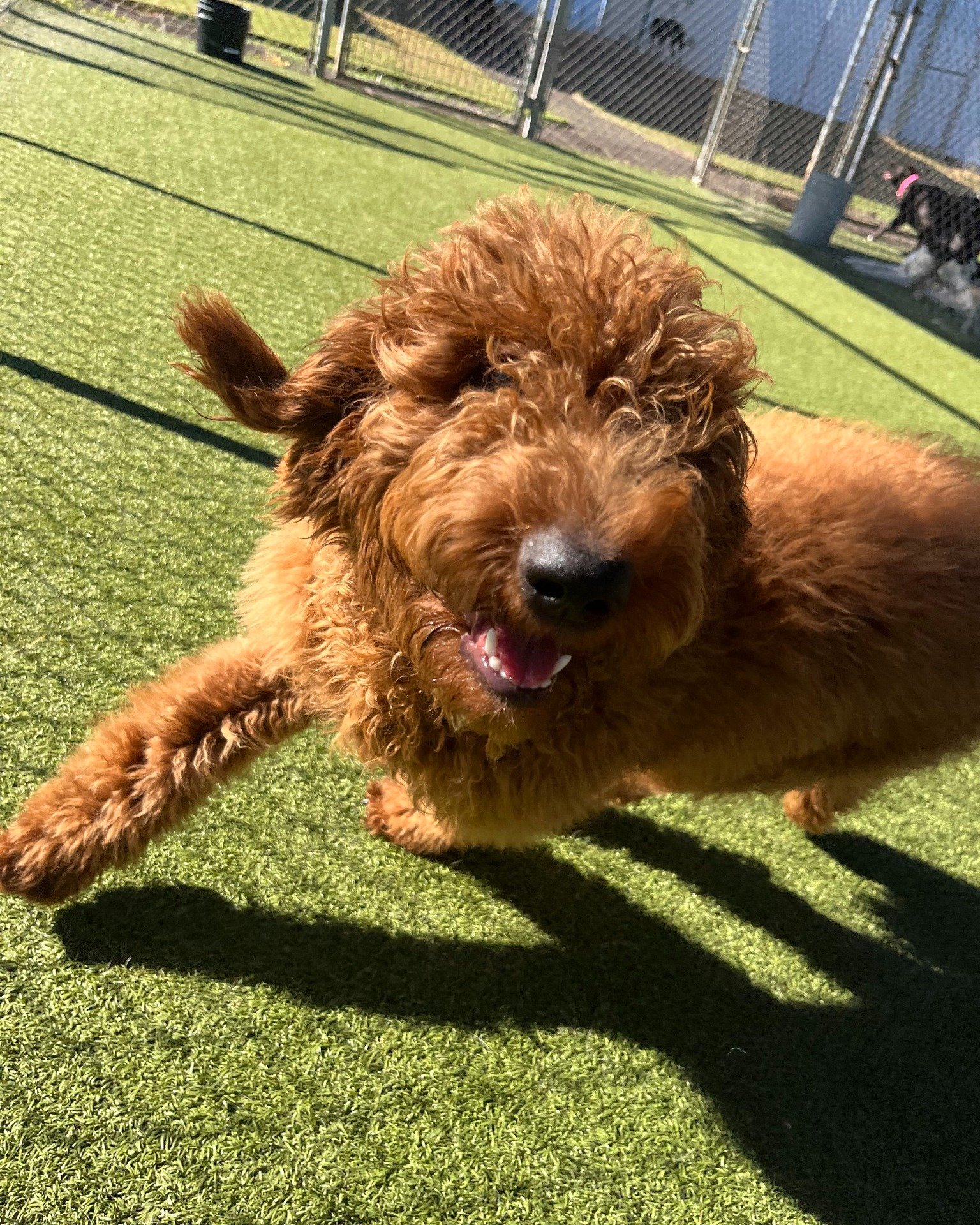 The ESPR pack would like to welcome its newest members: Lorrie and Shadow! Lorrie is so full of energy and is having a great time playing with her new friend Duchess and Shadow has been stealing all the human attention (and hearts) with her sister Sa