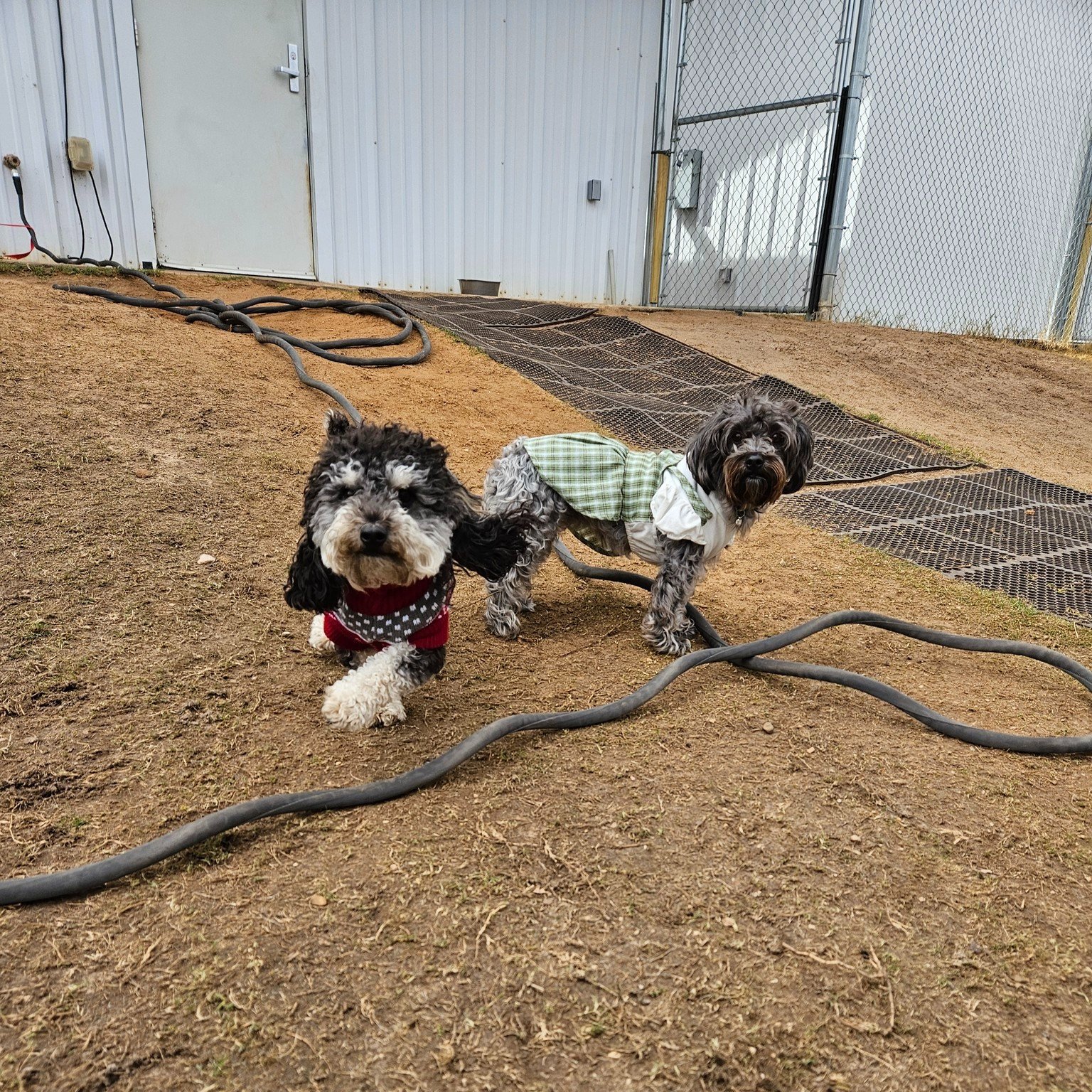 Jumping into joy with our four-legged friends🐕! Joining us today: Remi, Teddy, AJ, Suki, Marty, Juno, Marisol, Birdie, Cabot, Argo, Juno, Rebel

#eastsidepetranch #espr #theranch #dogboarding #dogdaycare #doggrooming #catboarding #austindogs #atxdog