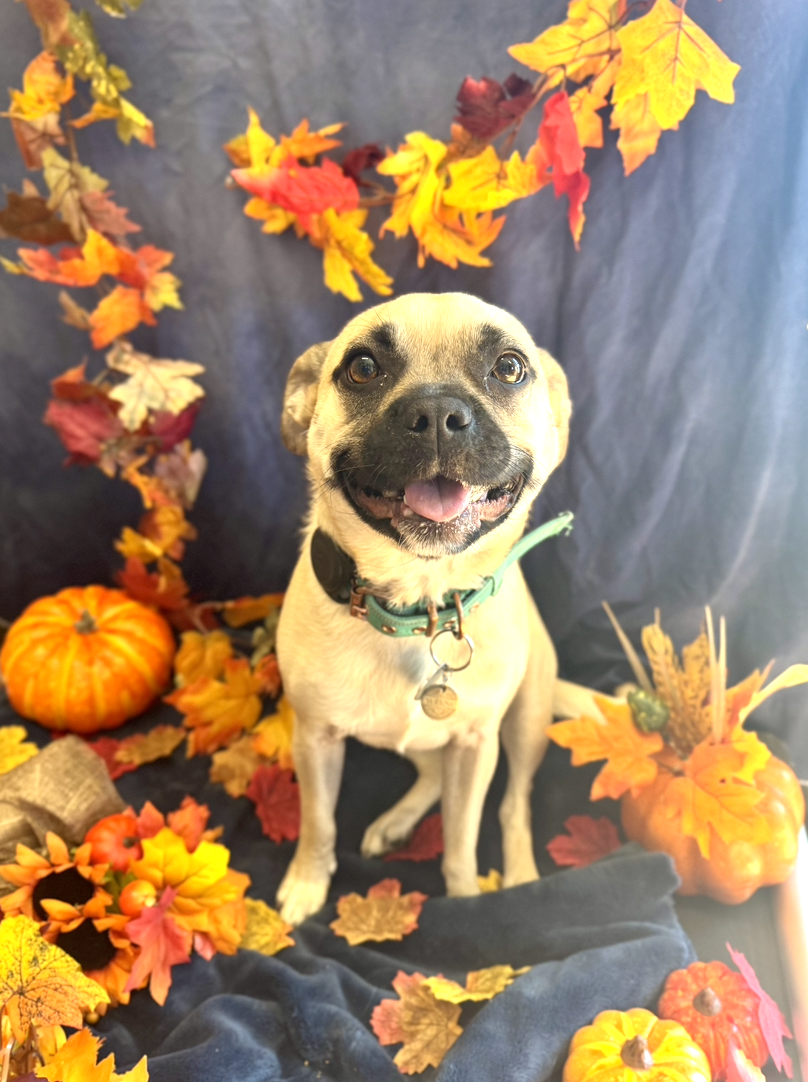 Screenshot 2025-12-10 at 9.52.52 AM.png