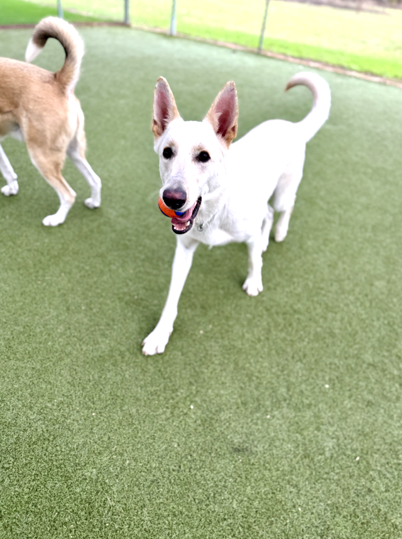 Screenshot 2025-12-10 at 10.43.07 AM.png