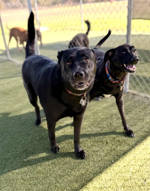 Screenshot 2025-12-10 at 11.01.20 AM.png