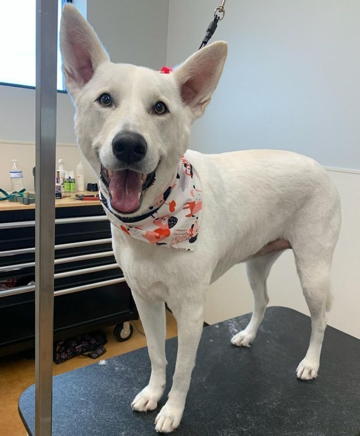 Services — East Side Pet Ranch Dog Boarding, Daycare, & Grooming