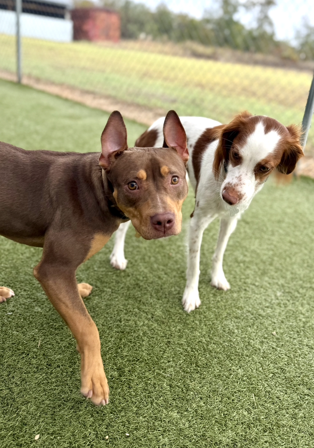 Screenshot 2025-12-10 at 11.01.13 AM.png