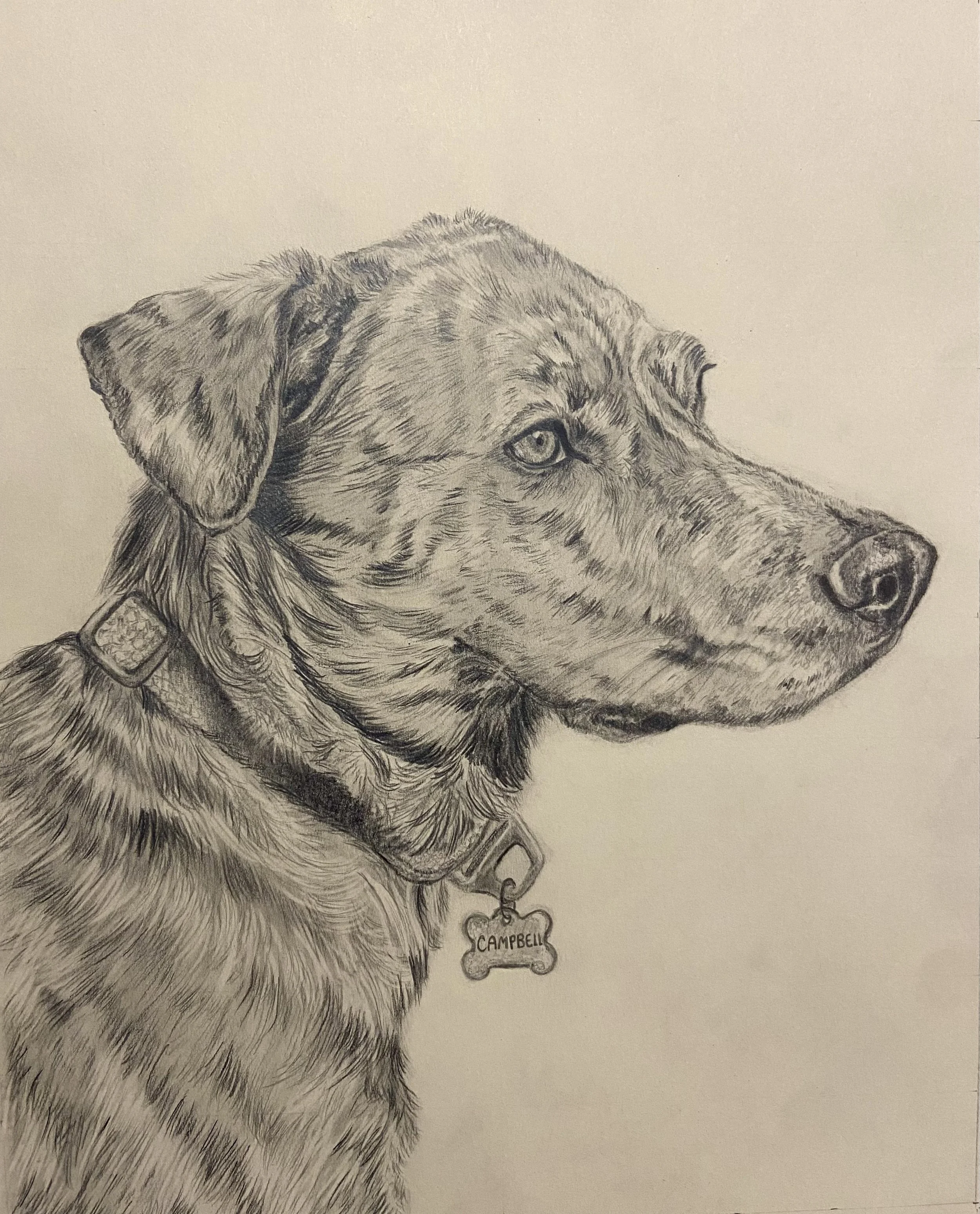 "Campbell"
8x10" Graphite on Tan Paper