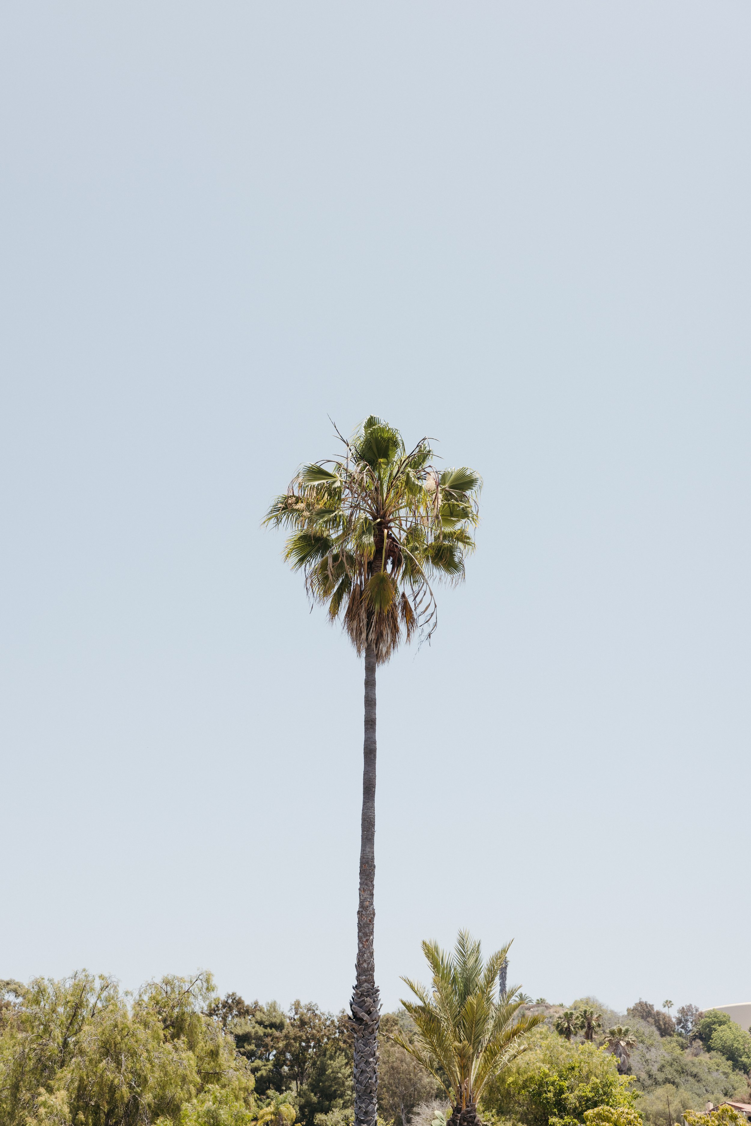 Jeune-perche-wedding-photographer-san-diego-fallbrook-california-documentary-luxury-editorial-elevated-fashion-whimsical-timeless-candid-film-analog-high-end-effortless-wedding-photos-011.jpg