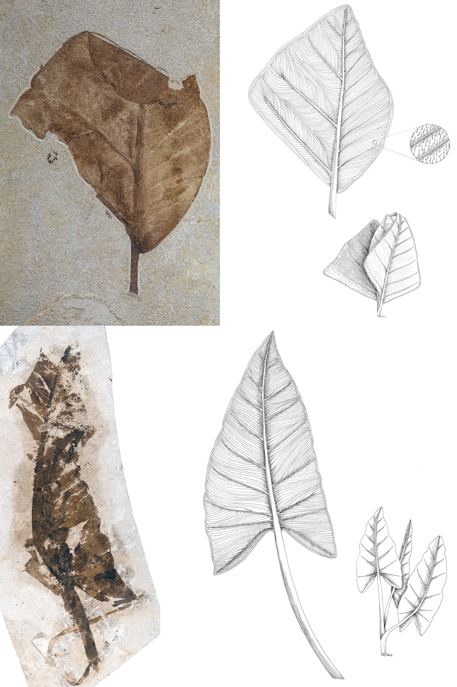 Araceae+leaves.png