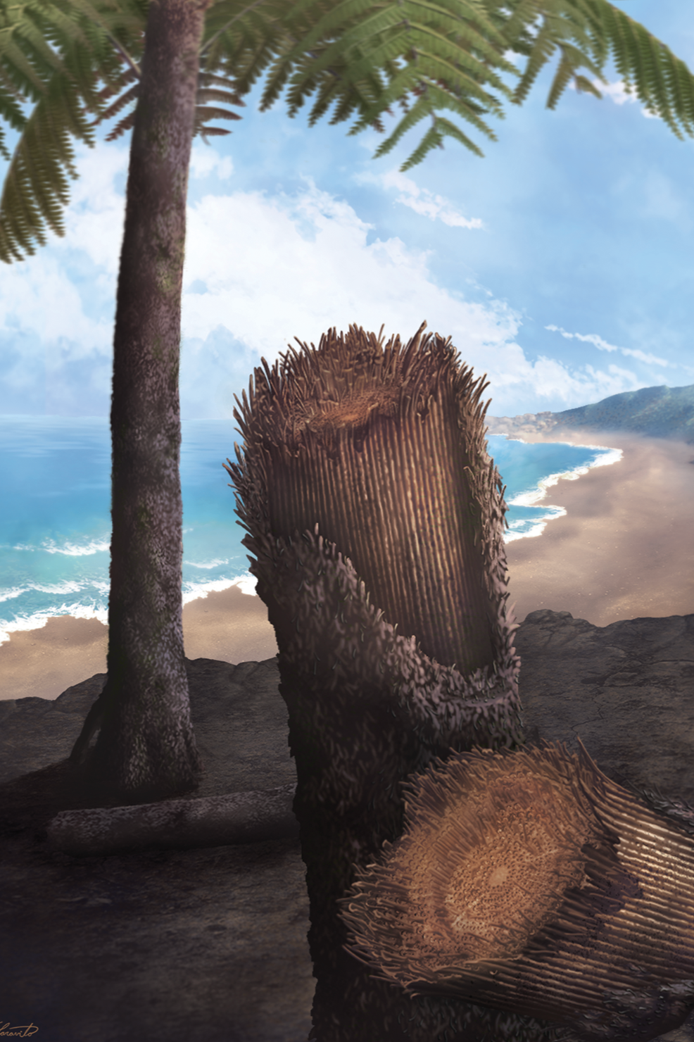 fern.png