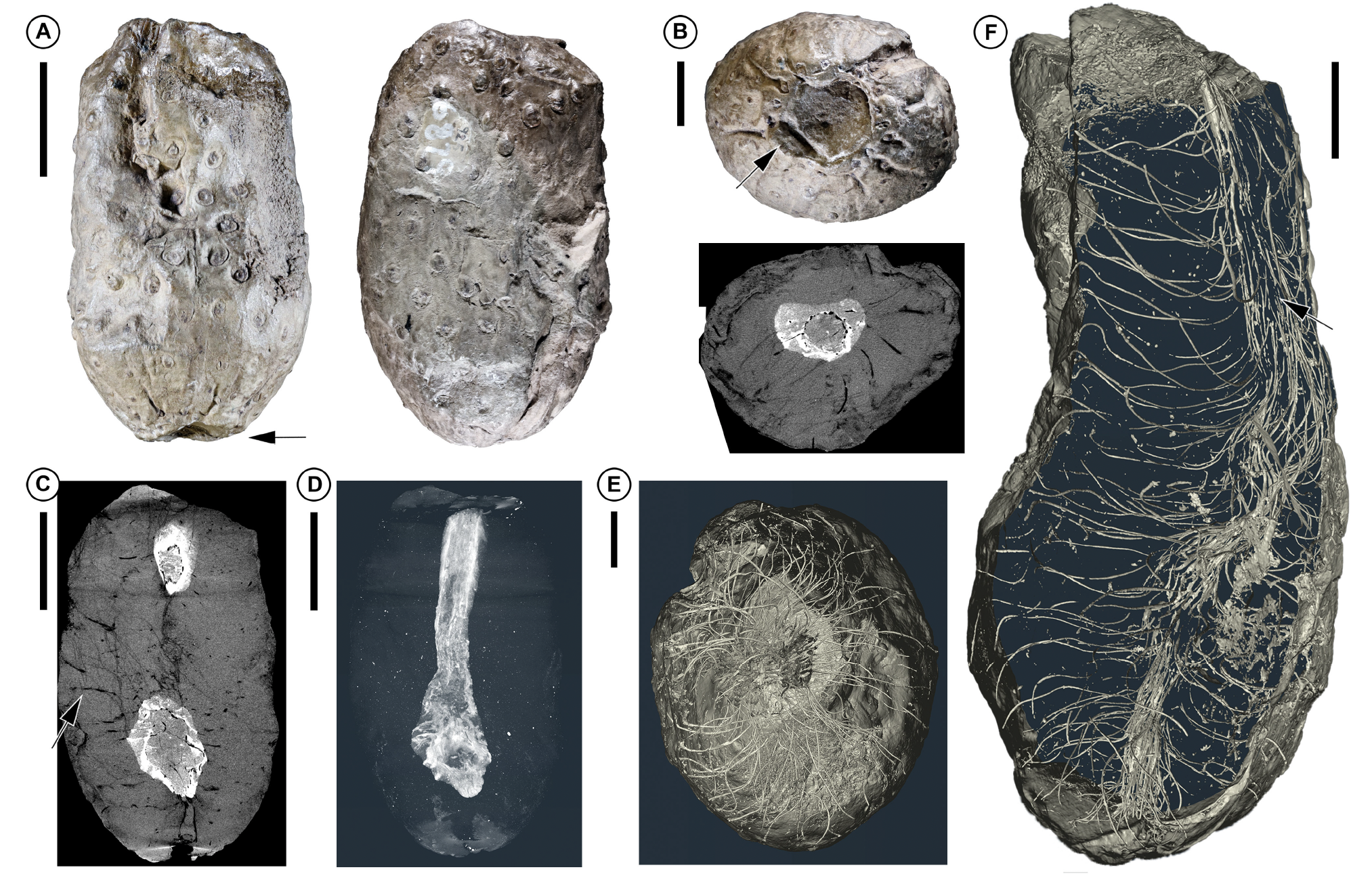 A shoot at the root.png