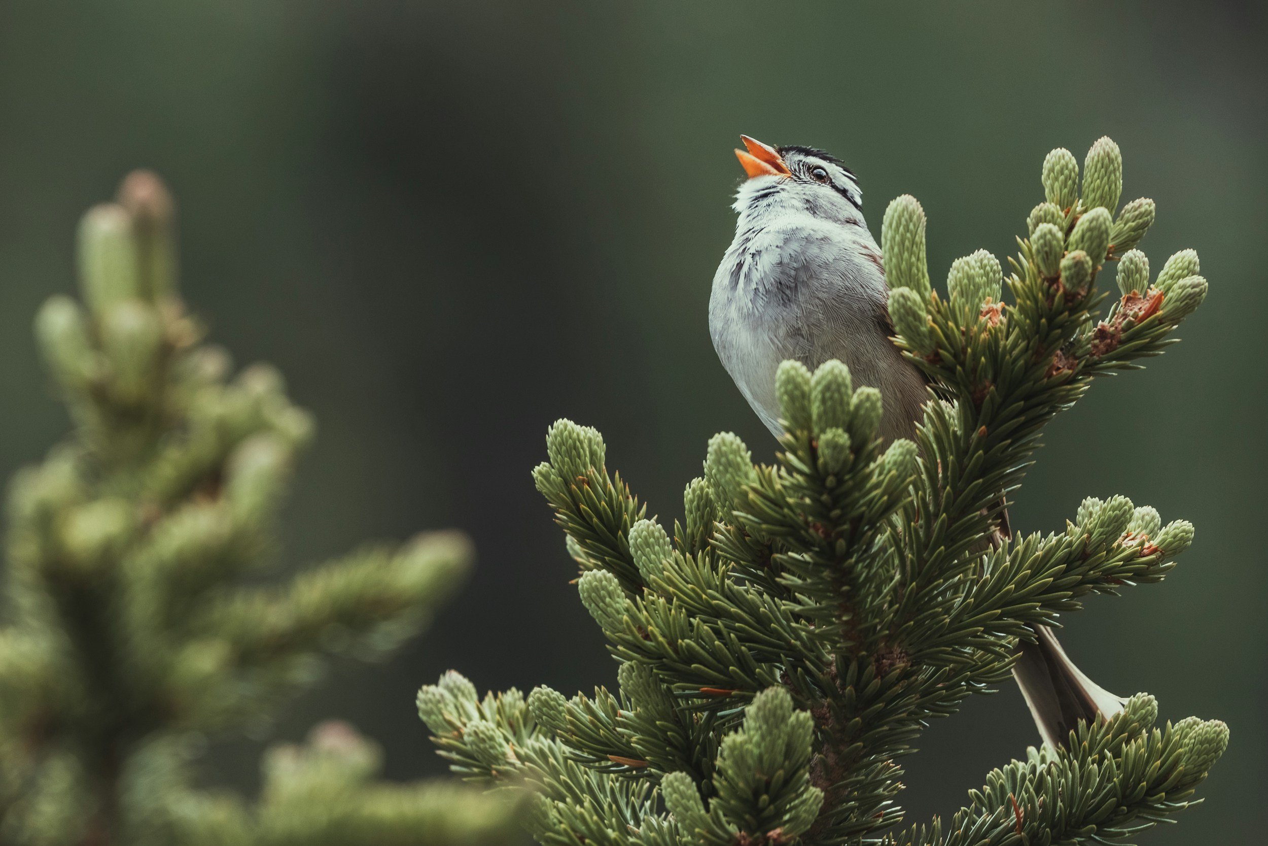 Birdsong and Health
