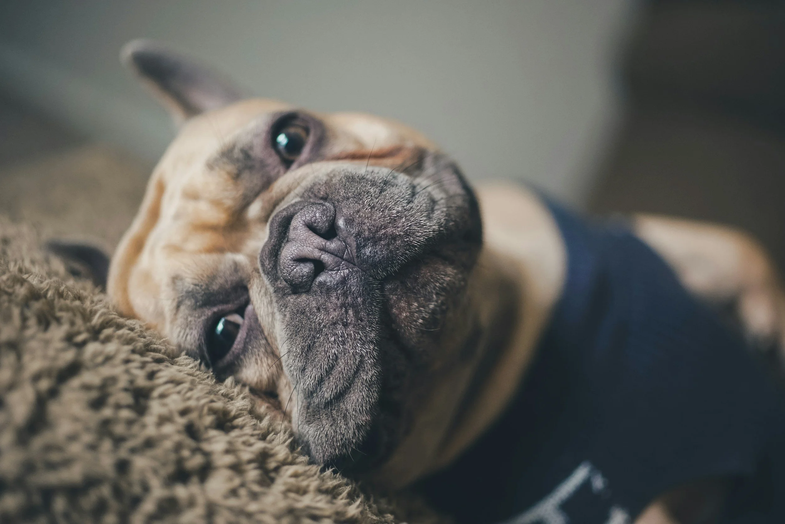 Resilience Composure: Cultivating Your Inner Bulldog