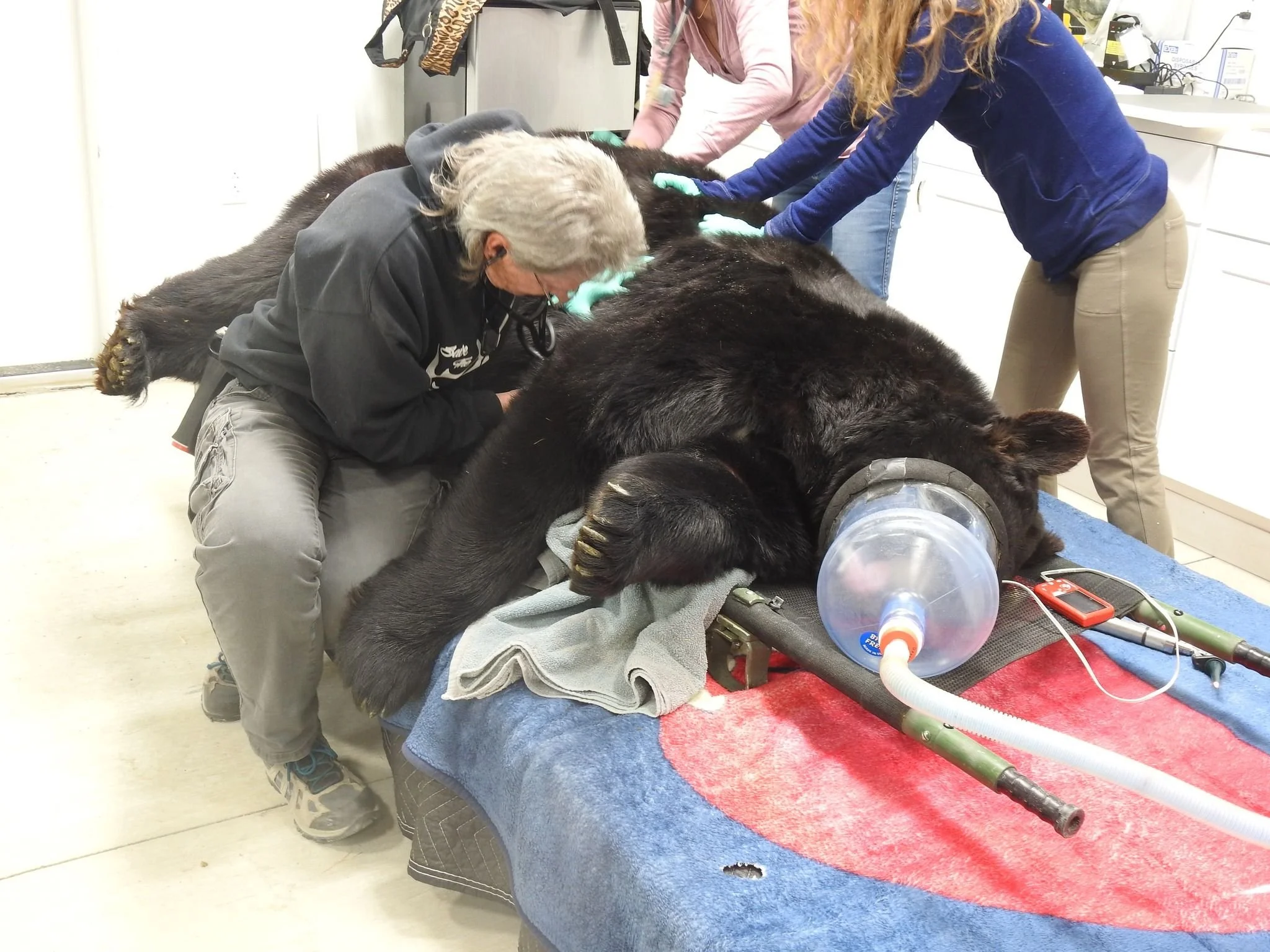 Safe Haven Wildlife Sanctuary (US.Nevada) black bear (1).jpg