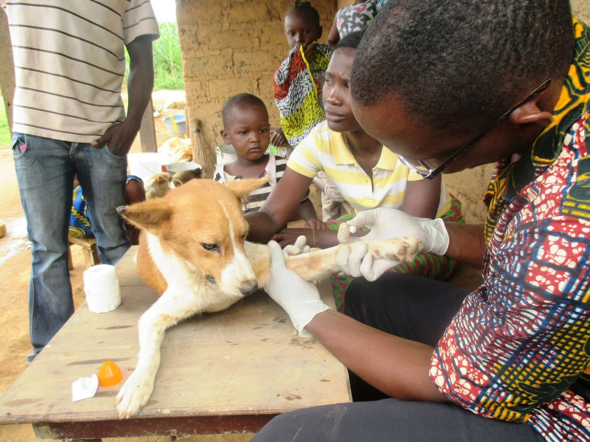 Liberia Animal Welfare & Conservation Society (Liberia) aiding dog.jpg