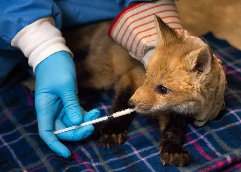 Greenwood Wildlife Rehabilitation Center (US.Colorado) baby fox fed.jpg