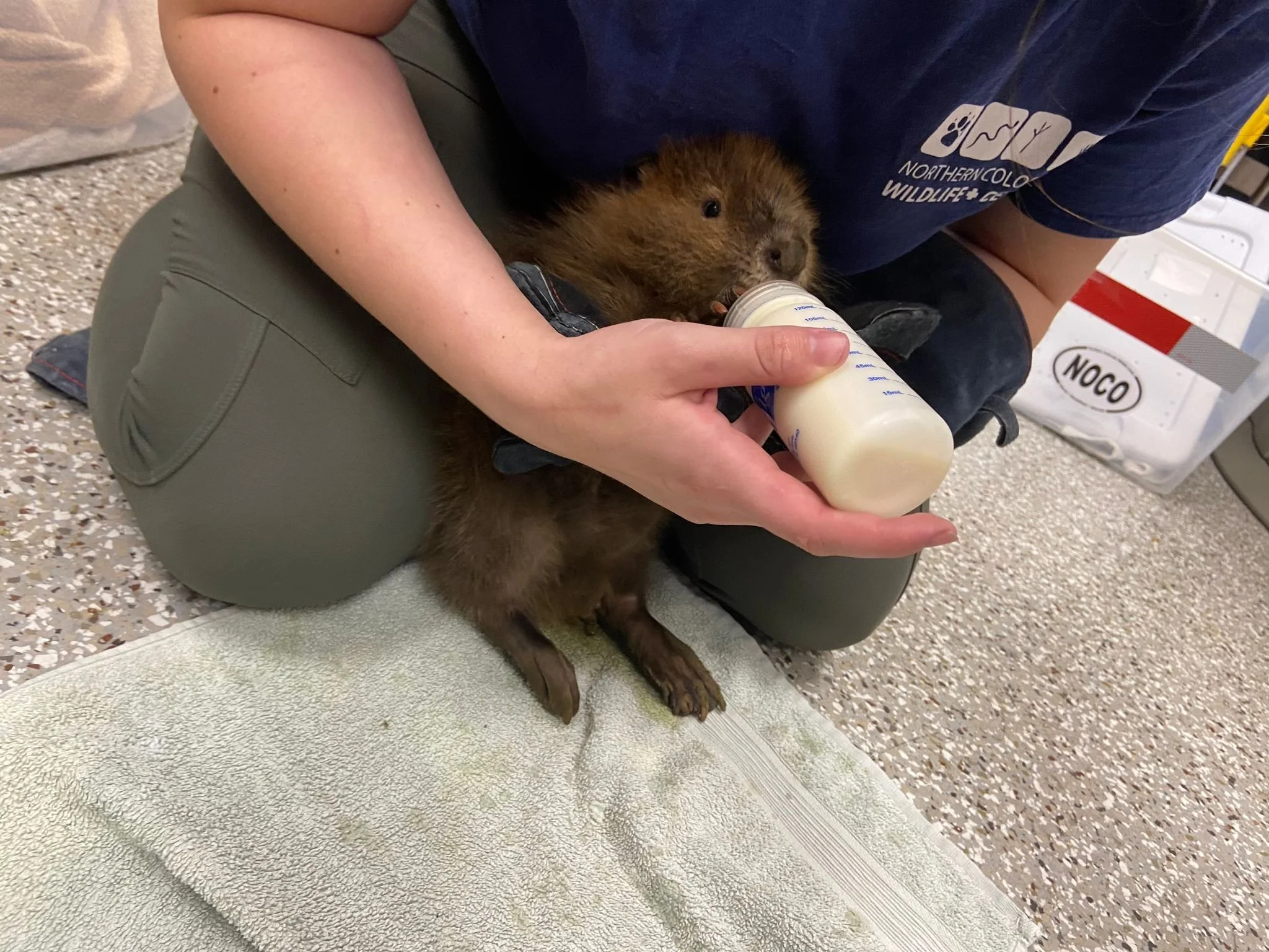 Northern CO Friends of Ferals (US.Colorado) beaver baby fed.jpg