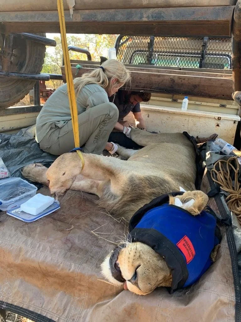Saving the Survivors (Africa various) lioness.jpg