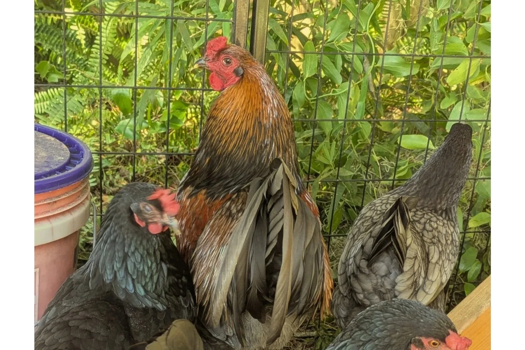 Multiple chickens with dark and brown feathers in a coop with greenery in the background.