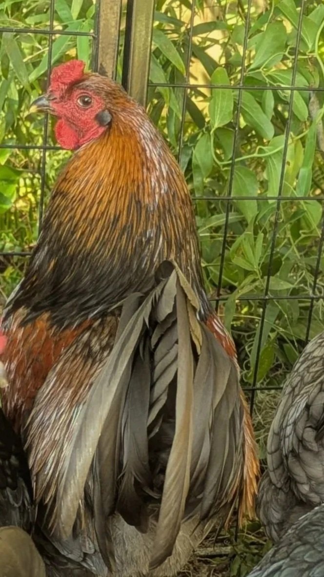 Gamefowl rooster in a coop with greenery in the background.