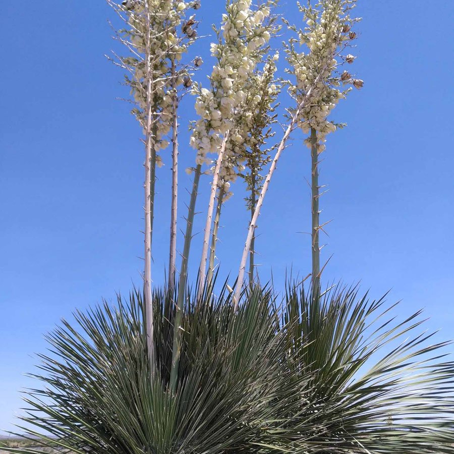 new-mexico-rv-park-plants.jpg