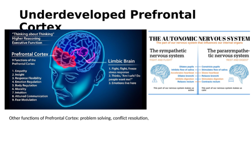 Image highlighting functions of the prefrontal cortex and limbic brain.