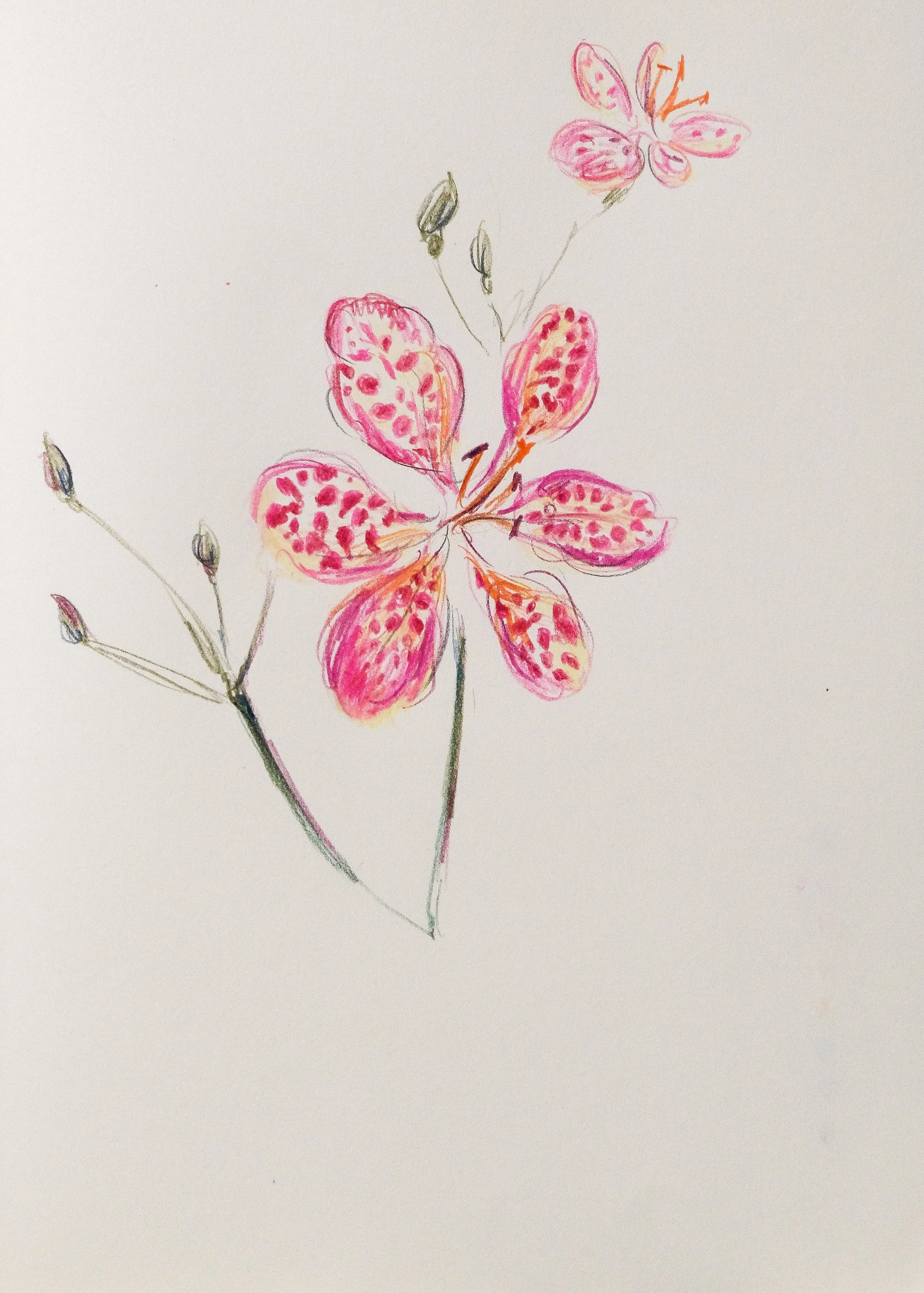 blackberry lily_pink