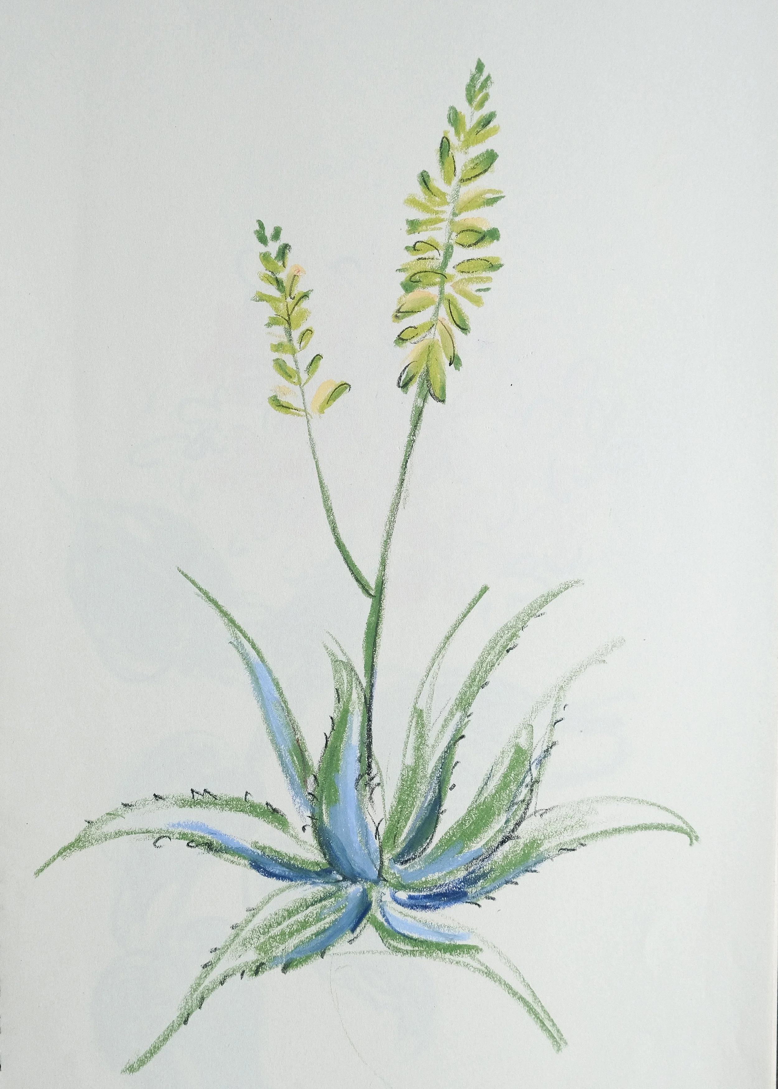 Aloe vera flower