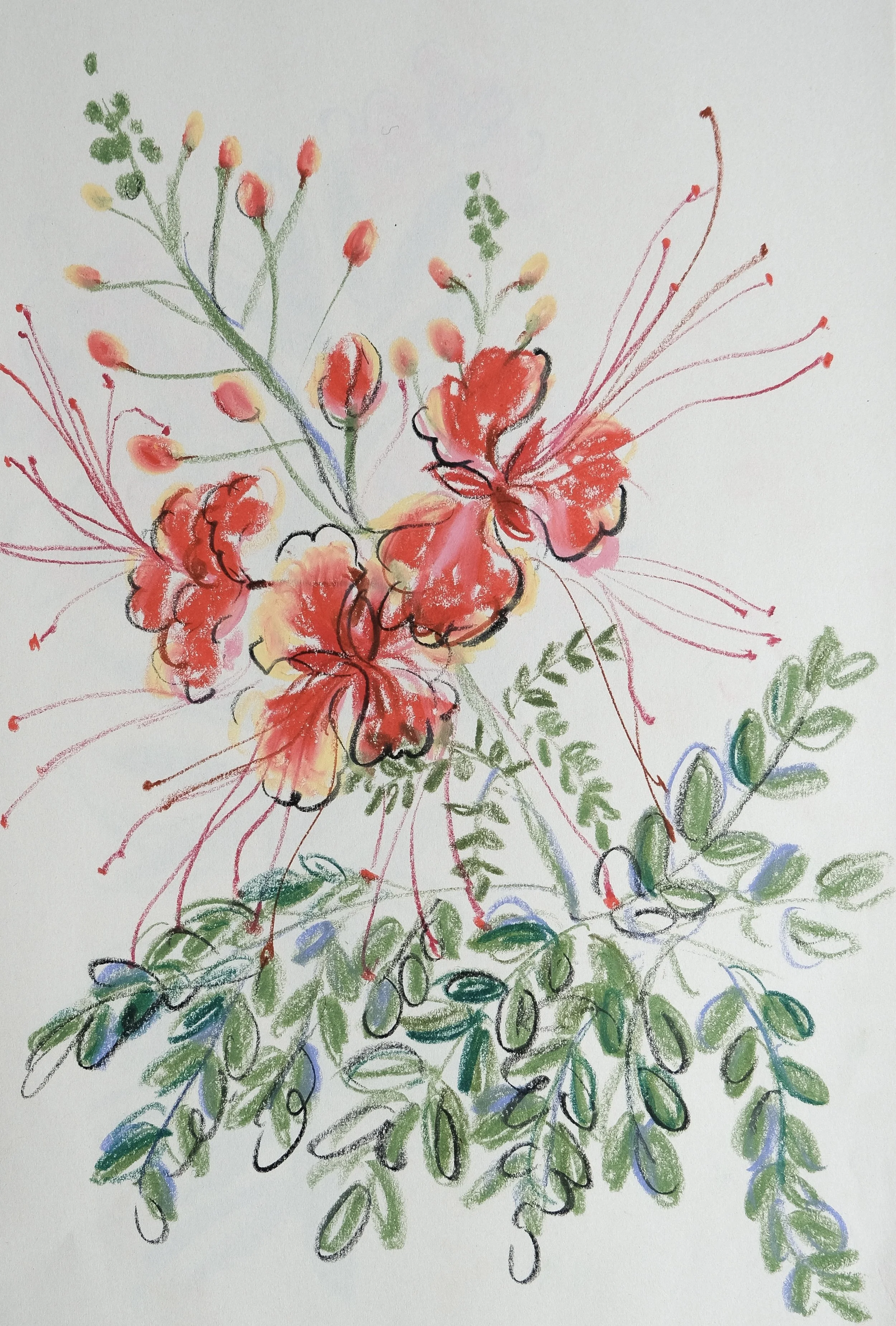 Peacock flower 1