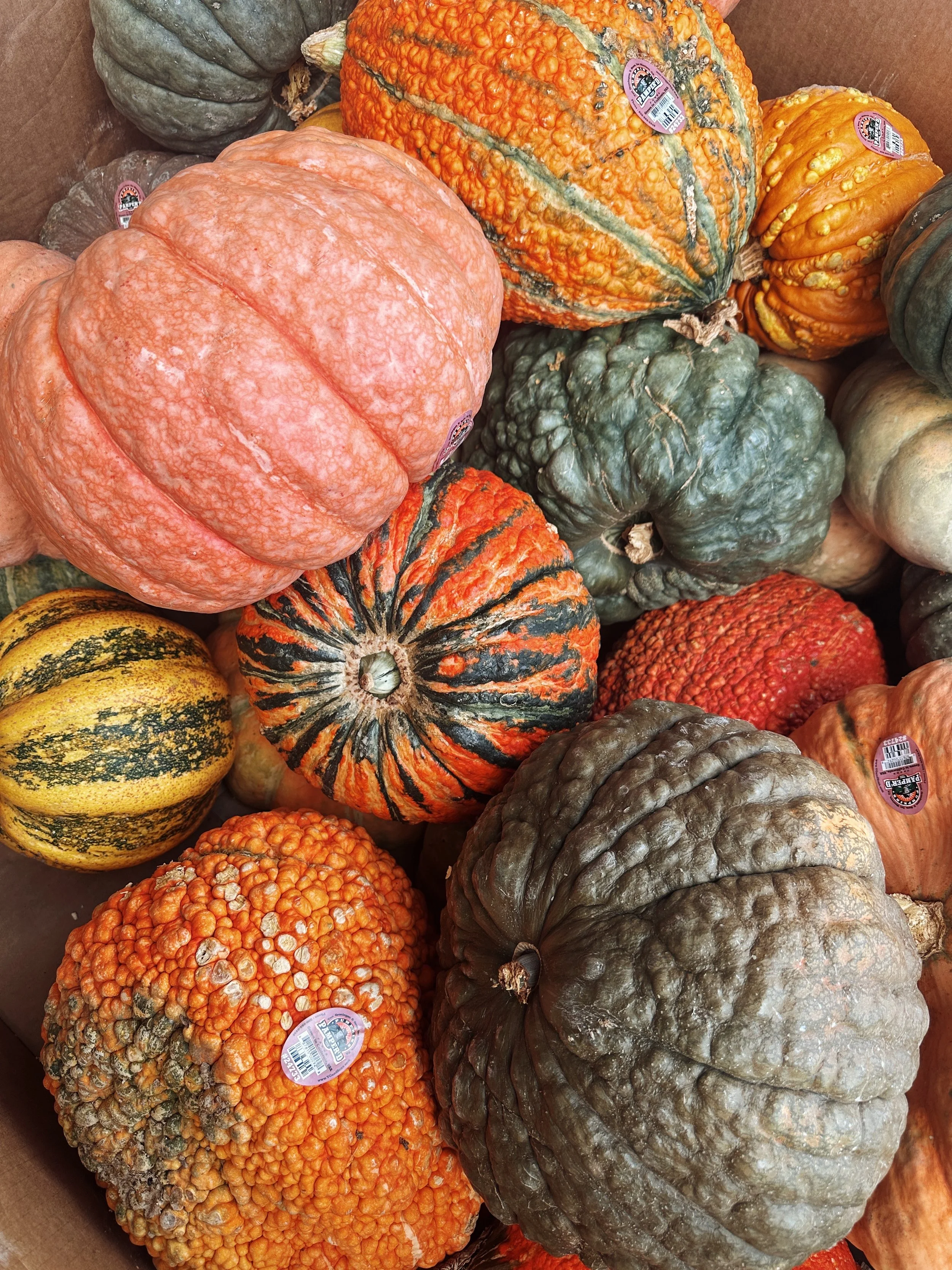 HELLO AUTUMN!