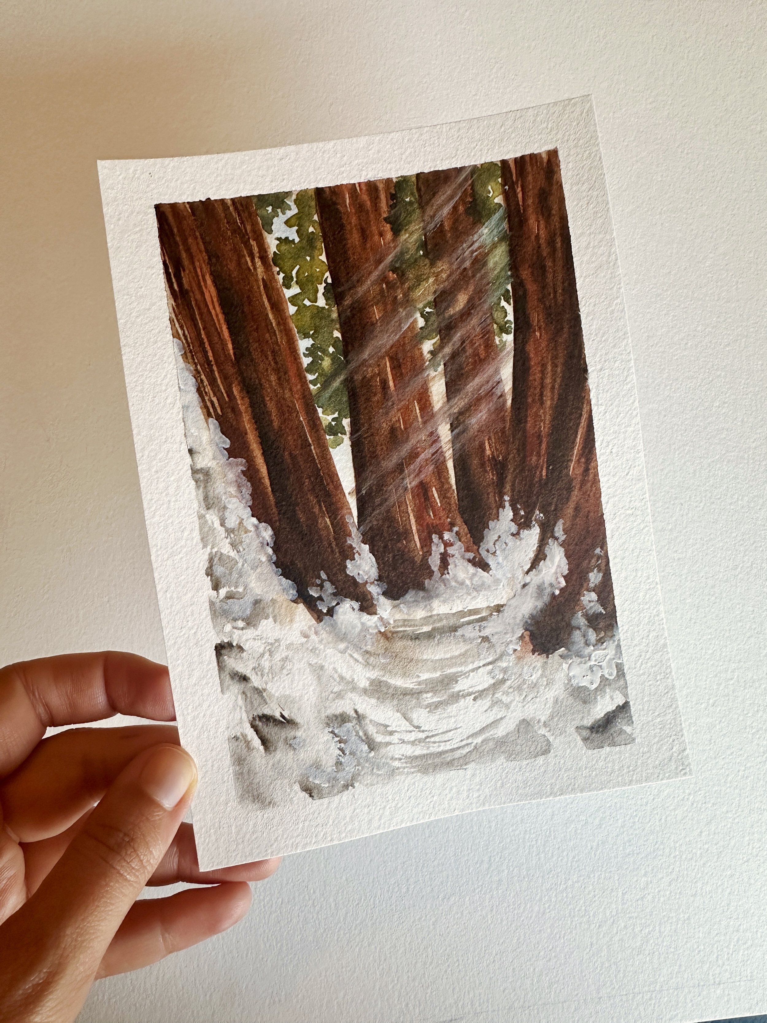 Sequoia Winter Forest