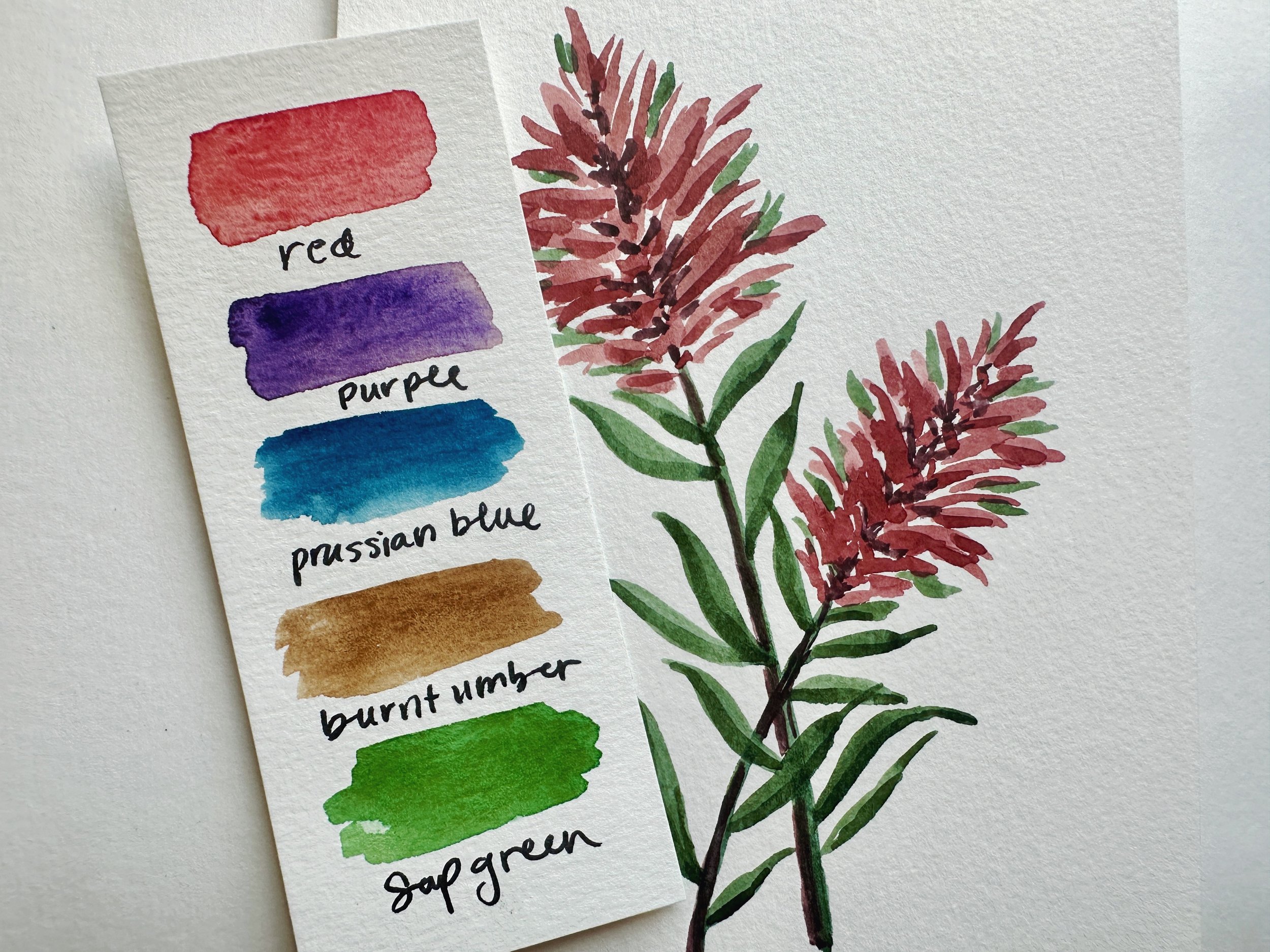 Indian's Paintbrush Photo 1.jpeg