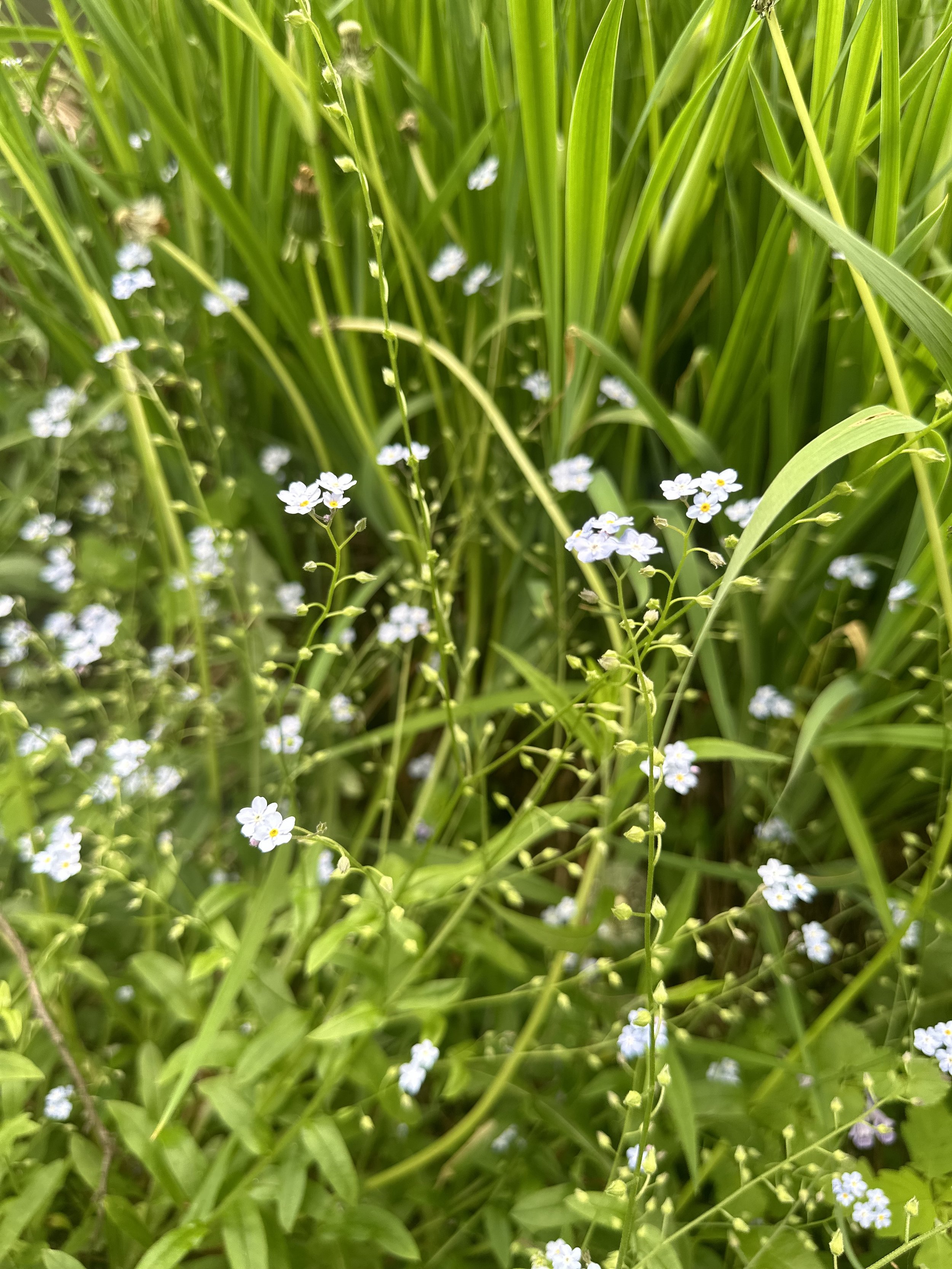 IMG_0226.jpeg