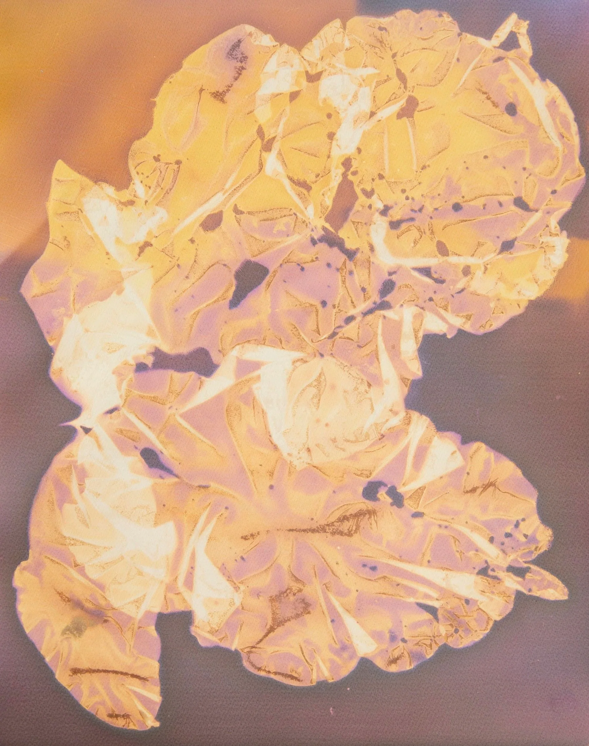 ORIANA POINDEXTER  
Rainbow Leaf Study (2025)  
24" x 20"  
Silver gelatin print framed with museum glass  
$1,950