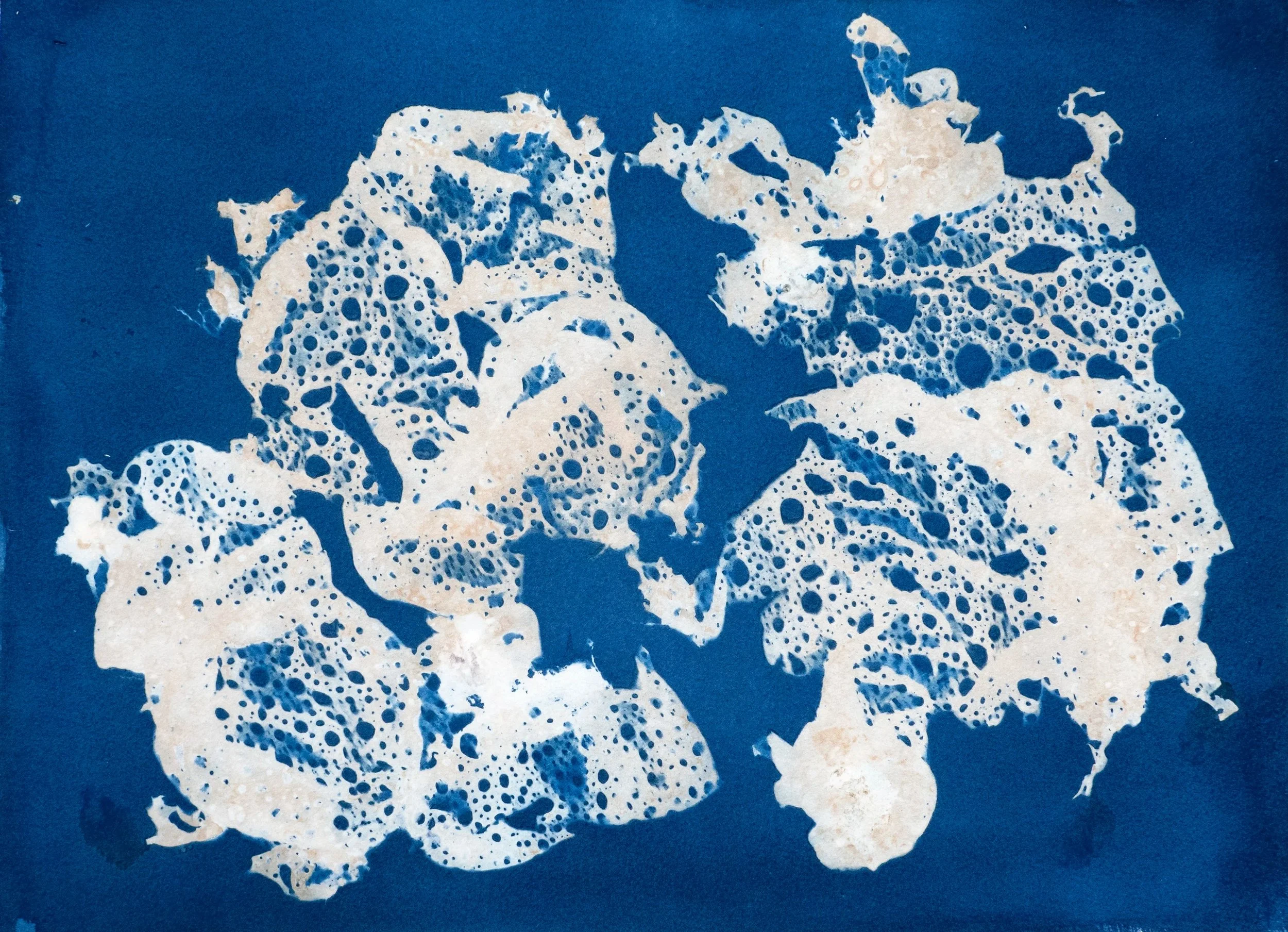 ORIANA POINDEXTER  
Hydroclathrus Study 6 (2024)  
15" x 19"  
Cyanotype on paper framed with museum glass  
$1,400