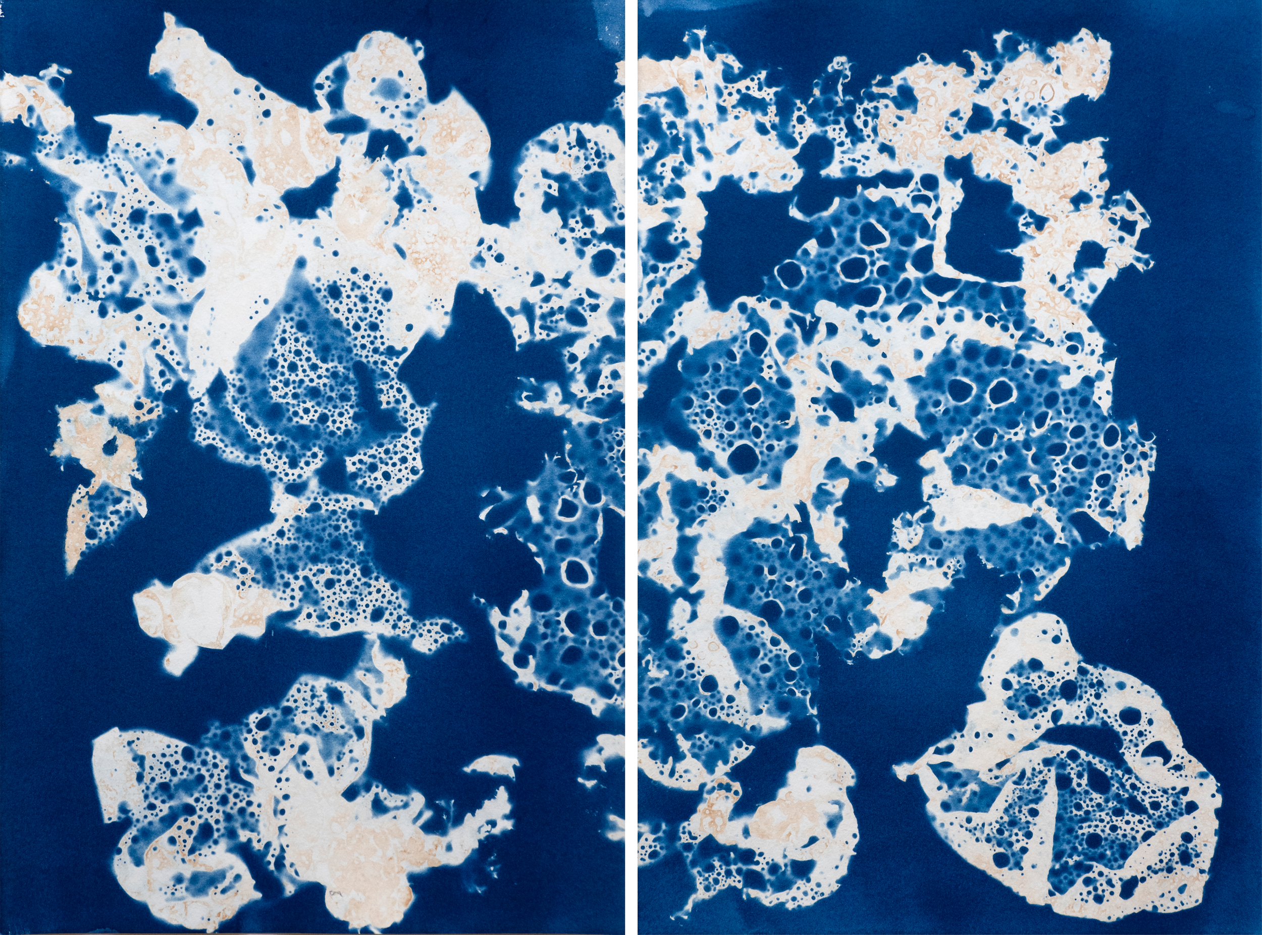 ORIANA POINDEXTER  
Hydroclathrus Study 12 (2024)  
23" x 29"  
Cyanotype on paper framed with museum glass  
$2,400