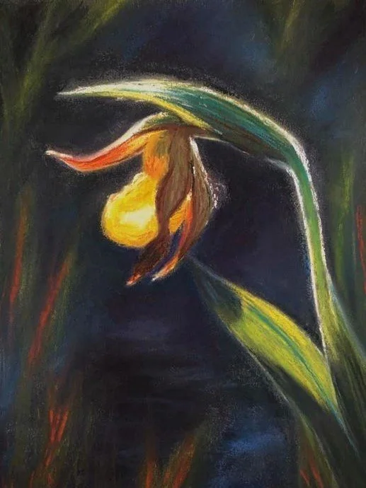 Cypripedium - 9x12 pastel on paper