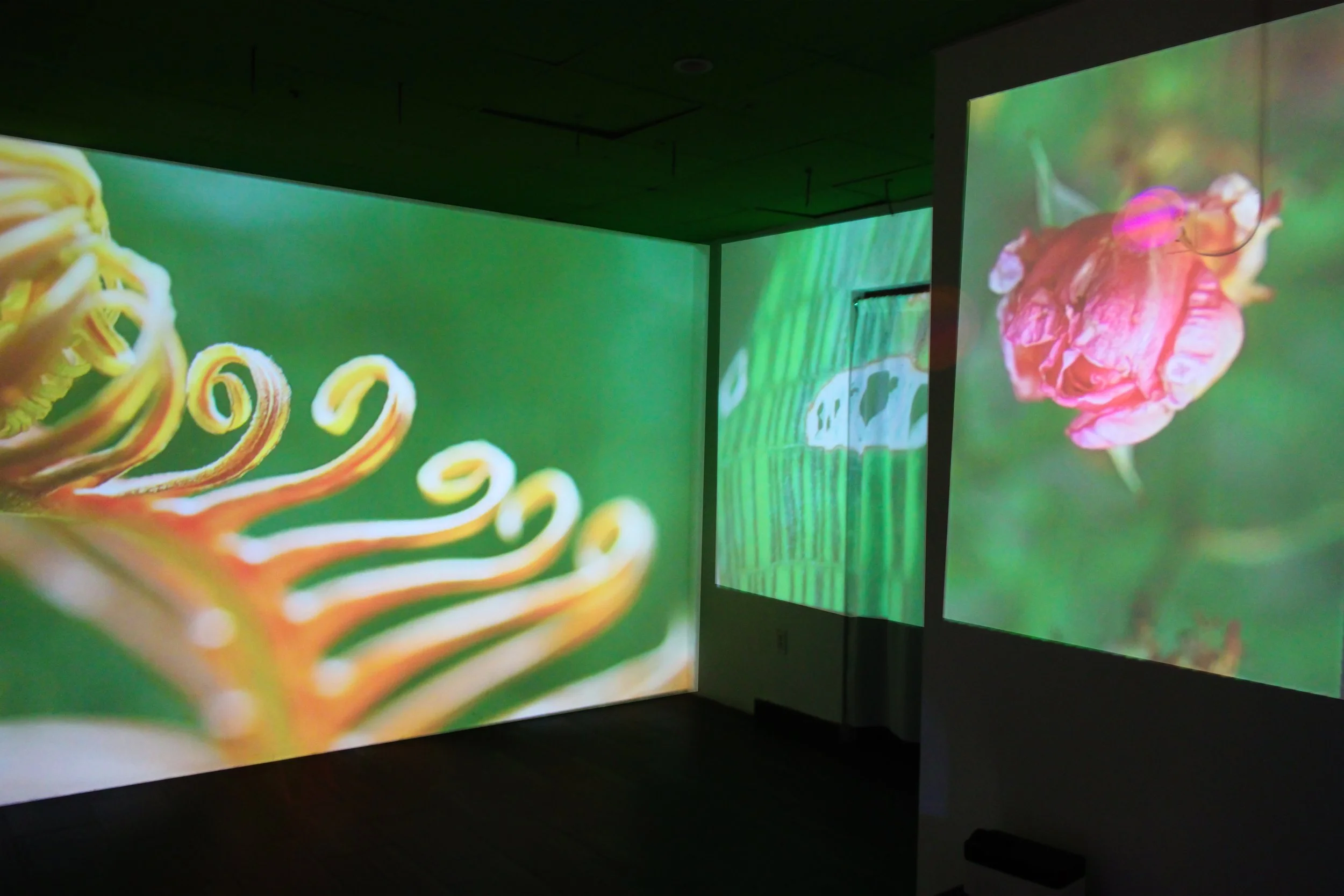 Cocoon (Exhibition)