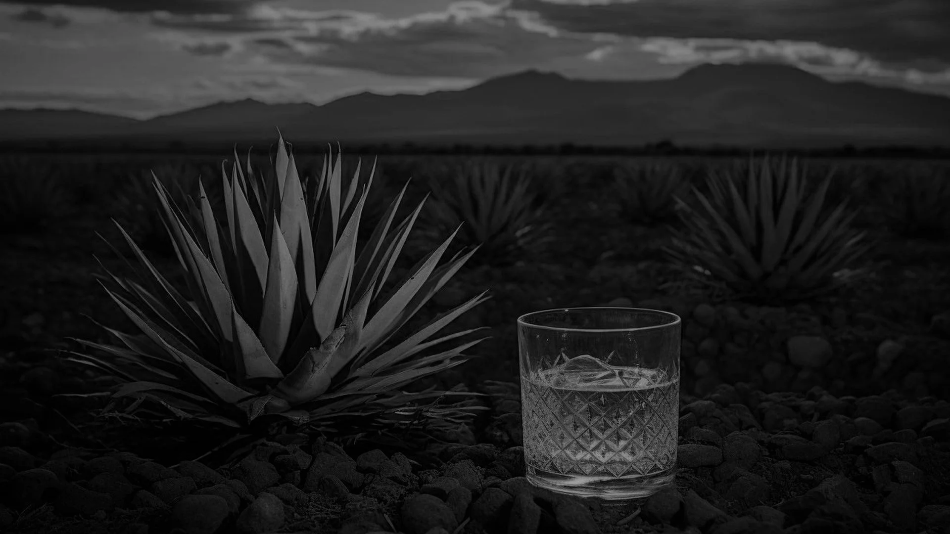 Mezcal foto producto.jpg