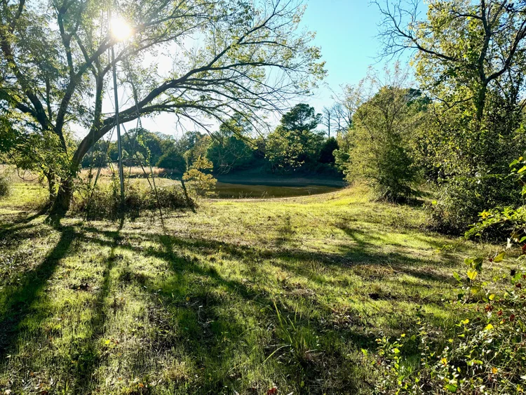 Oaks over the pond