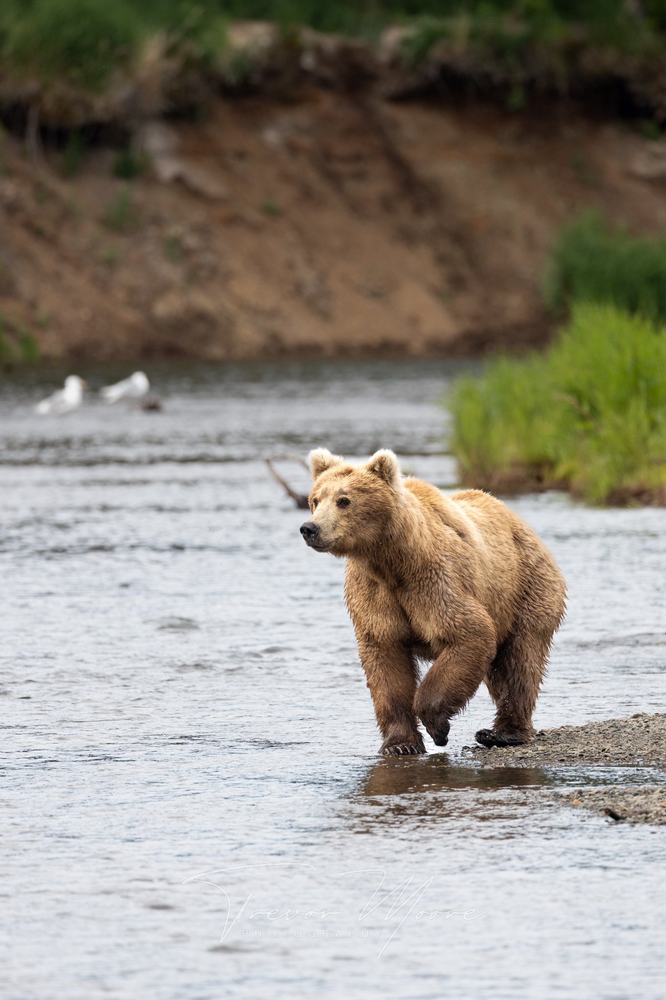 Grizzly, Alaska, Photography, nature, wildlife, brooks fall, katmai