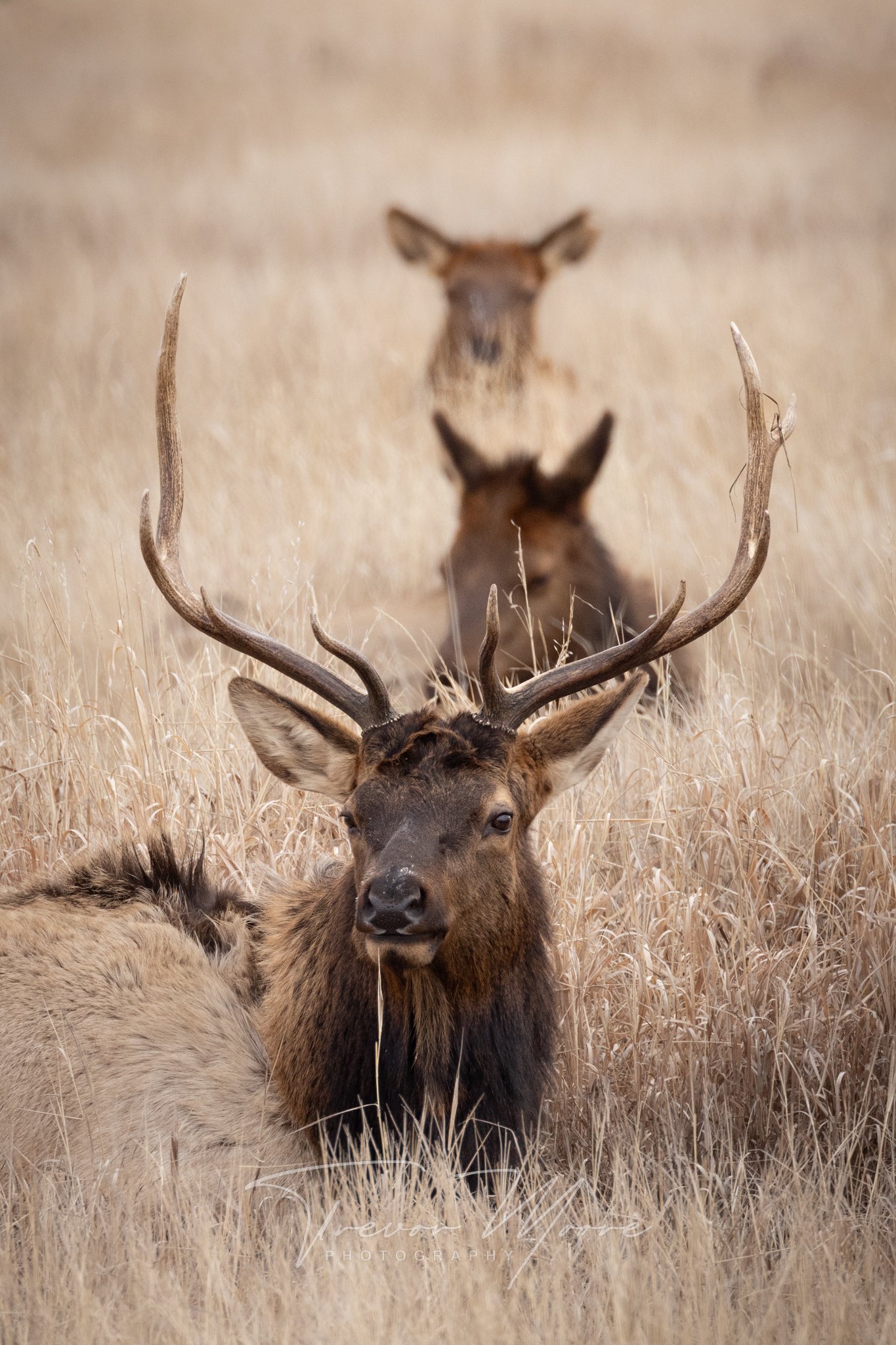 elk, bull, cow, fall, photography, tetons, nature, wildlife