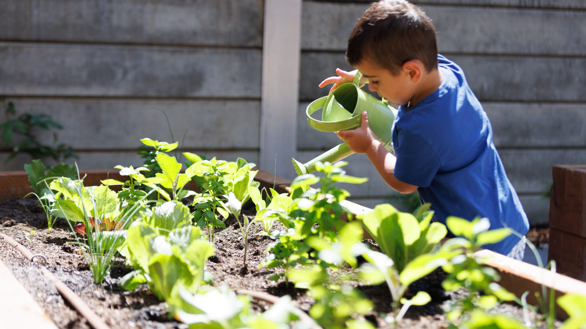 A child tending to plants in the garden at Treetop Early Learning. Gardening activities teach responsibility, patience, and an appreciation for the natural world while supporting hands-on learning.