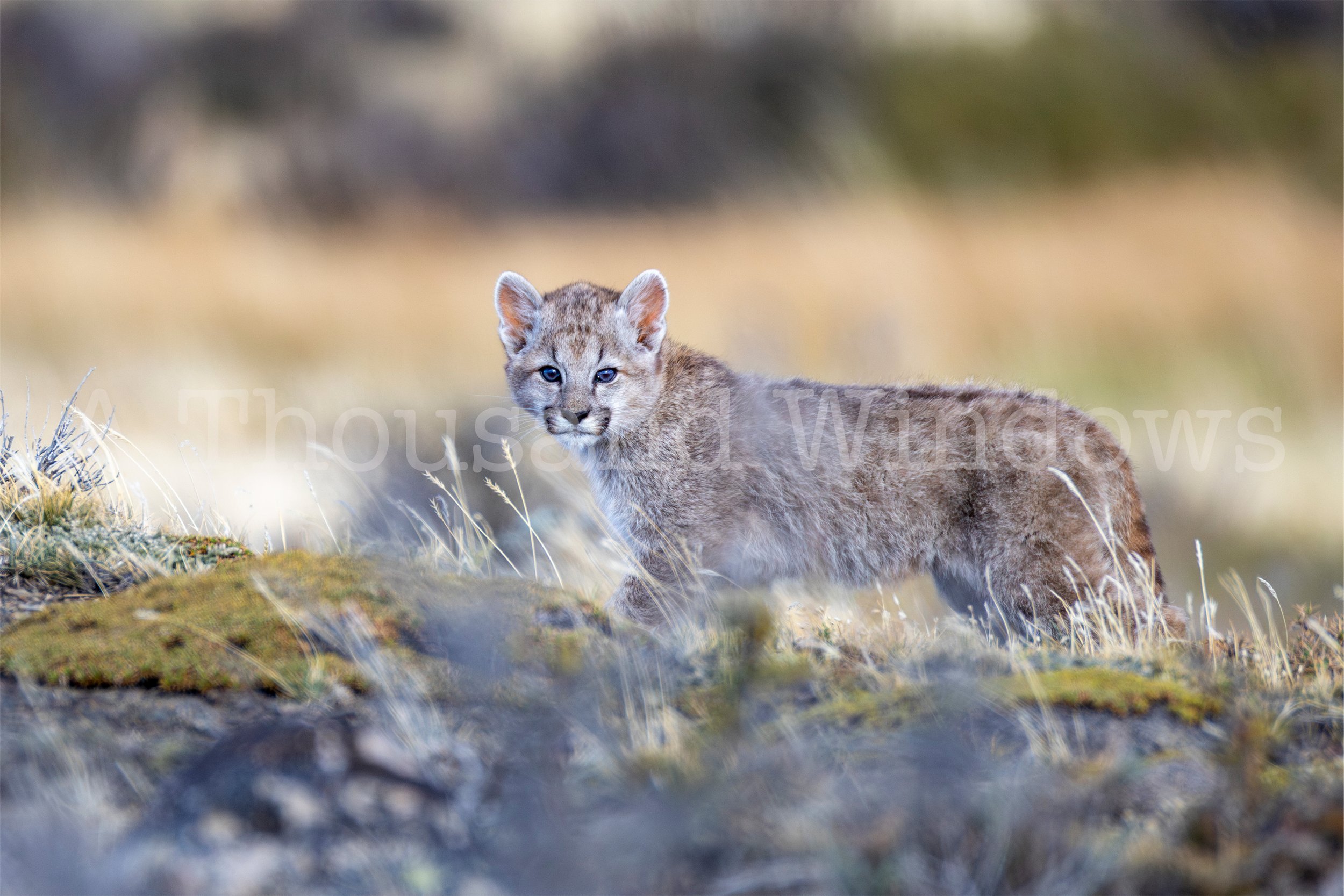 Puma Kitten